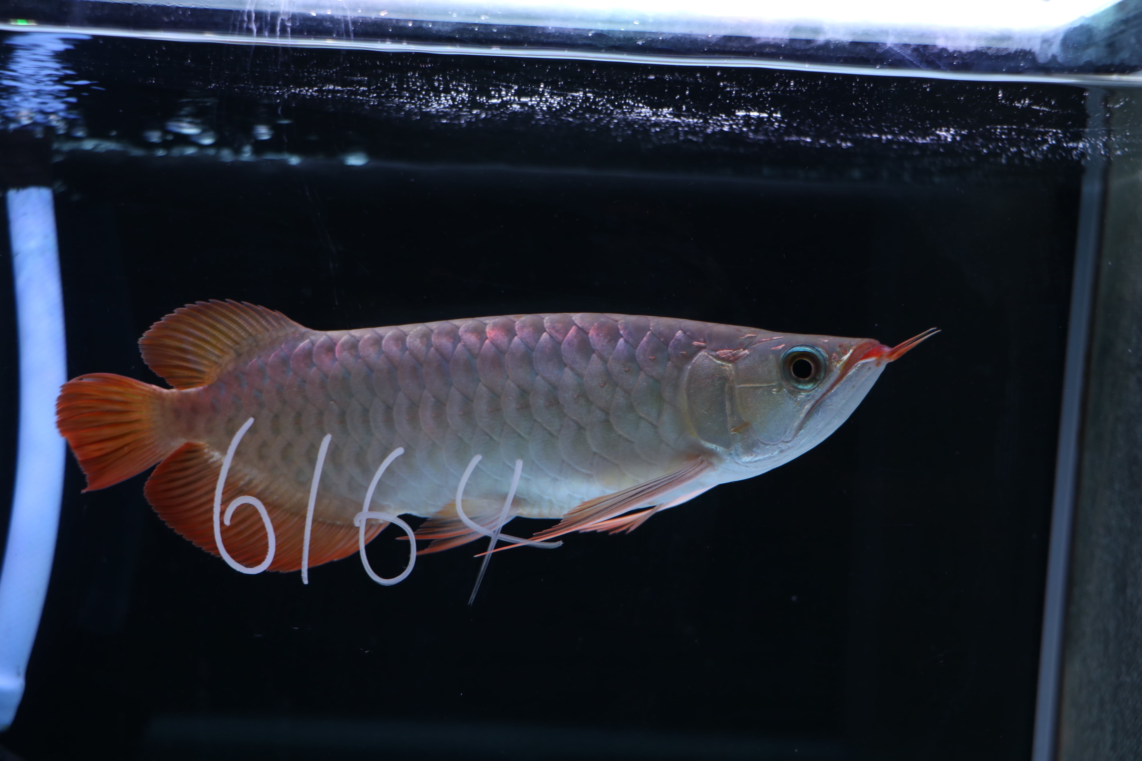 アロワナ(紅龍) | アロワナ等の大型魚・熱帯魚のオンライン販売店