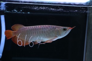 紅龍No.6164（スーパーレッド）☆ハイクオリティ☆  ±28㎝