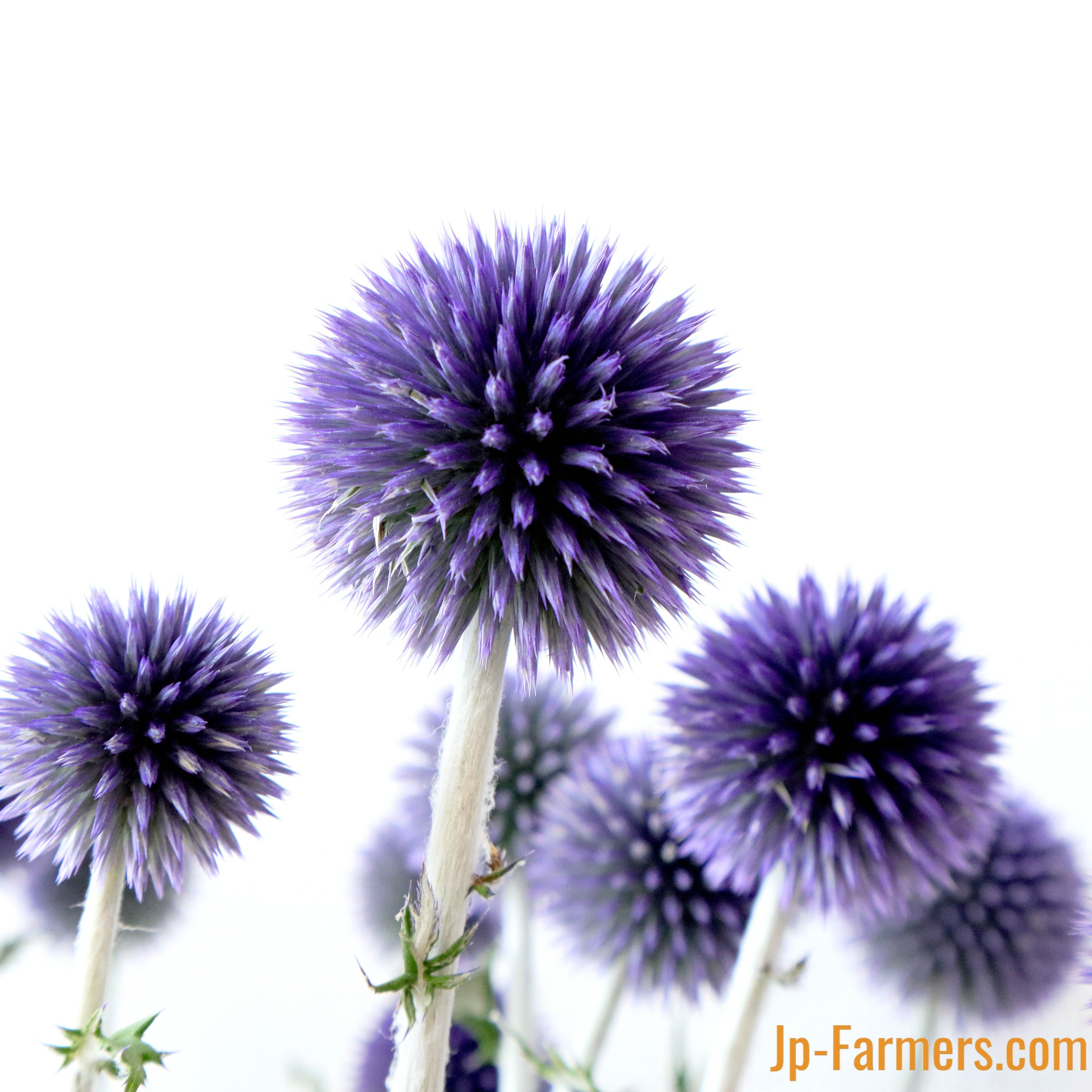 JAながの ちくま集荷場 ベッチーズブルー（10本） | 新鮮お花問屋 Jp