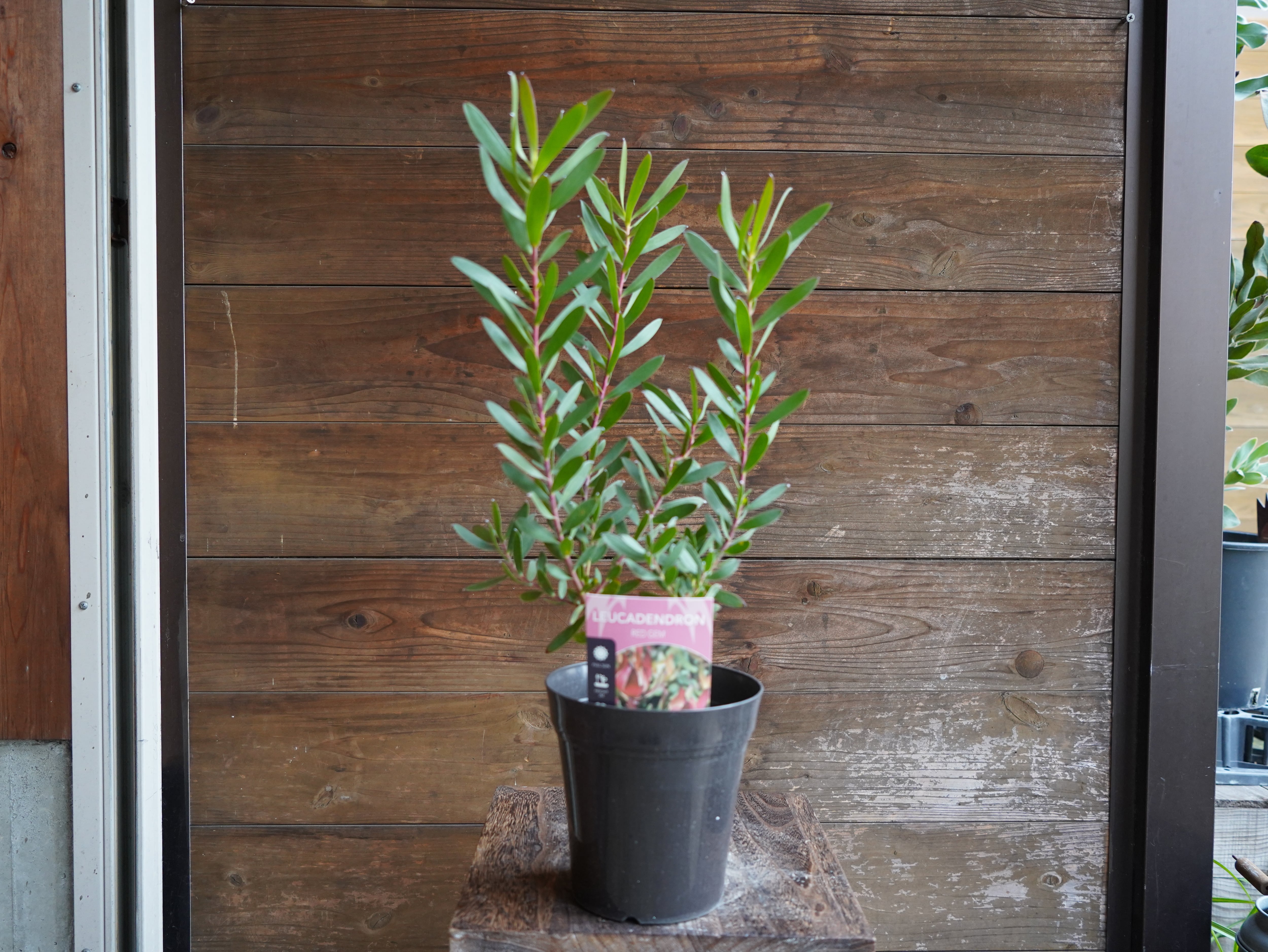 【現物】リューカデンドロン　”Red Gem”