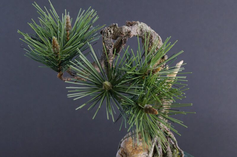 松　盆栽 ③ 盆栽 松 Pinetree Bonsai #30 | Oh! BONSAI
