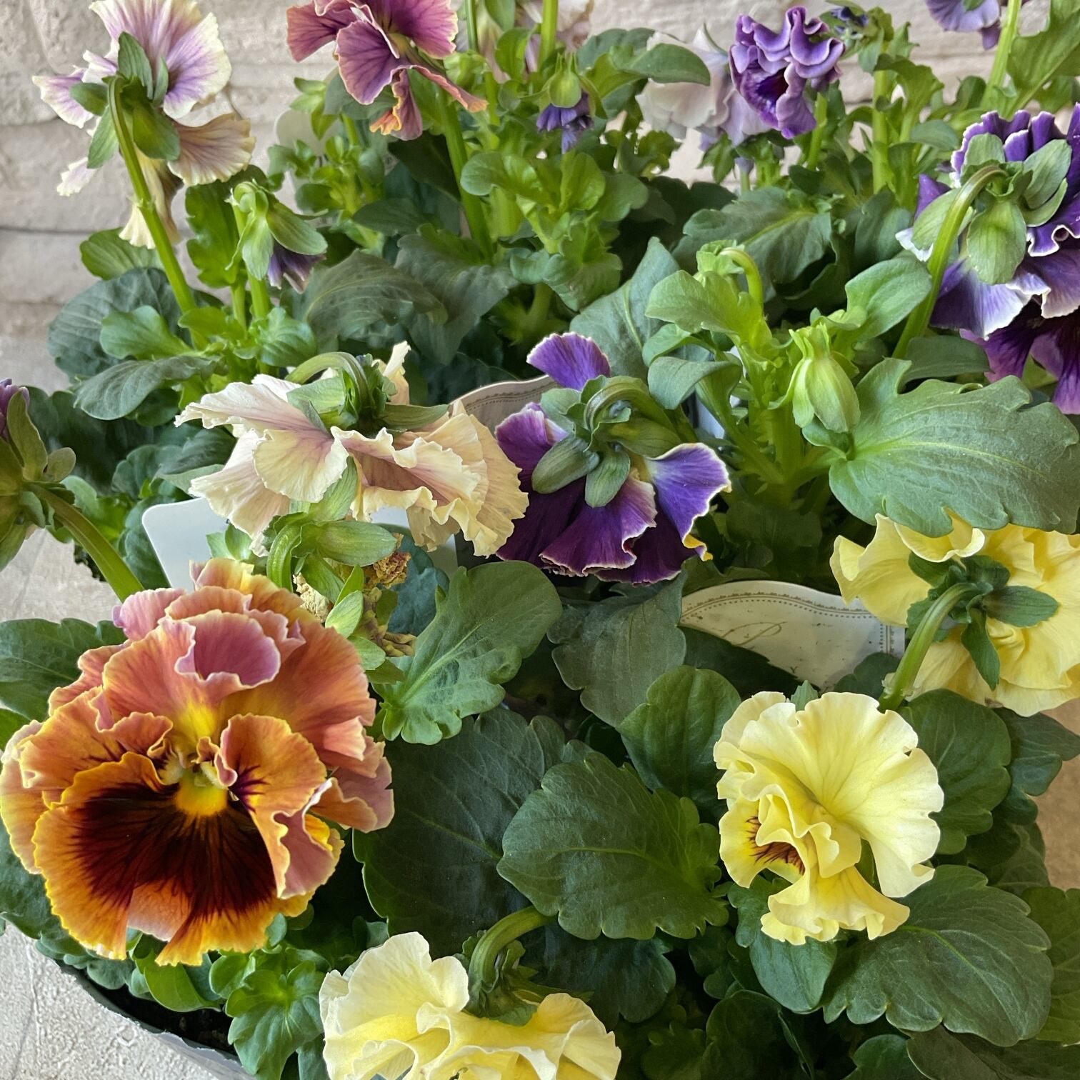 パンジー パピージョルジュ 橋本種苗園