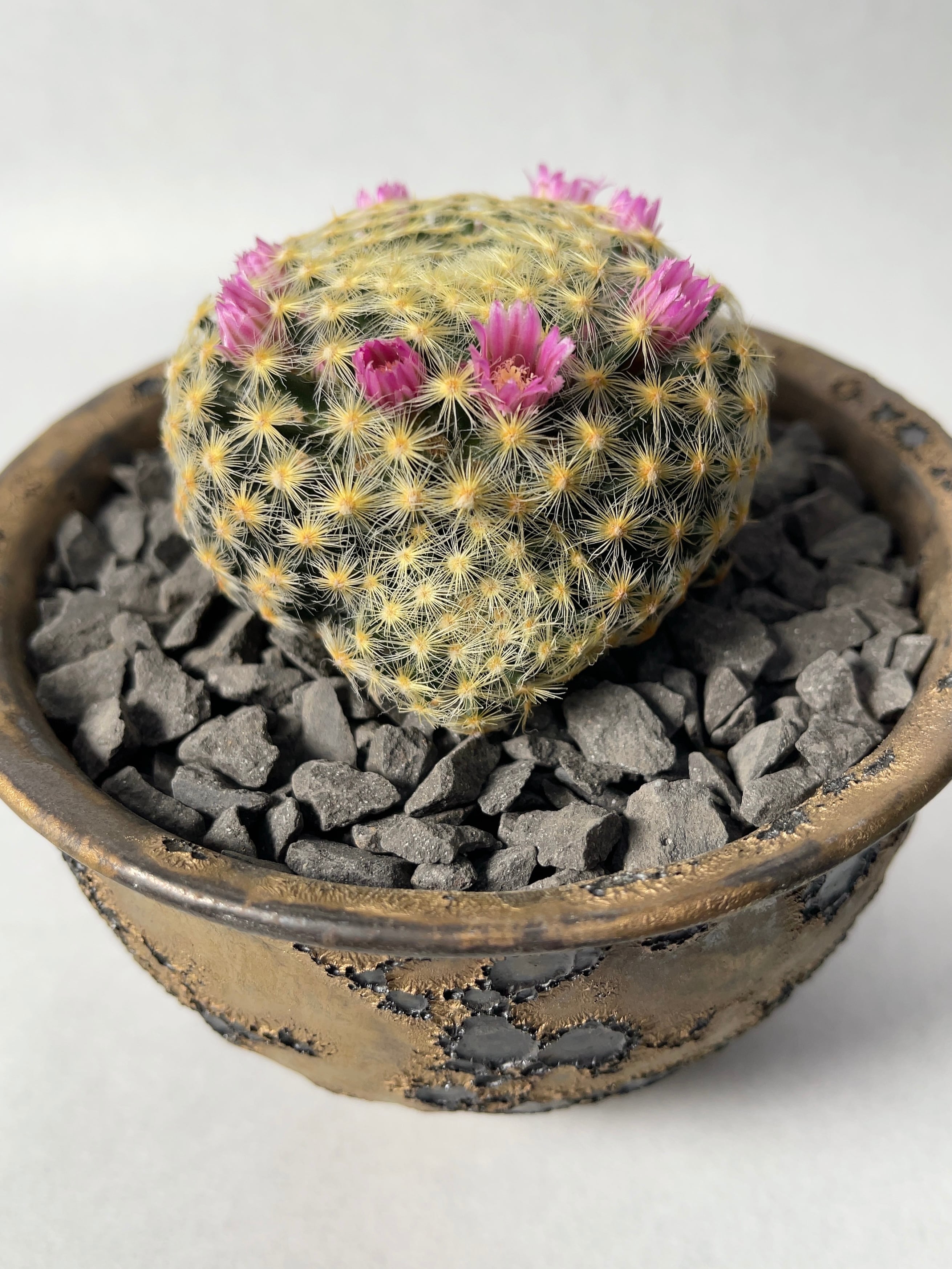 中川智治×trigger】赤花明星 | trigger