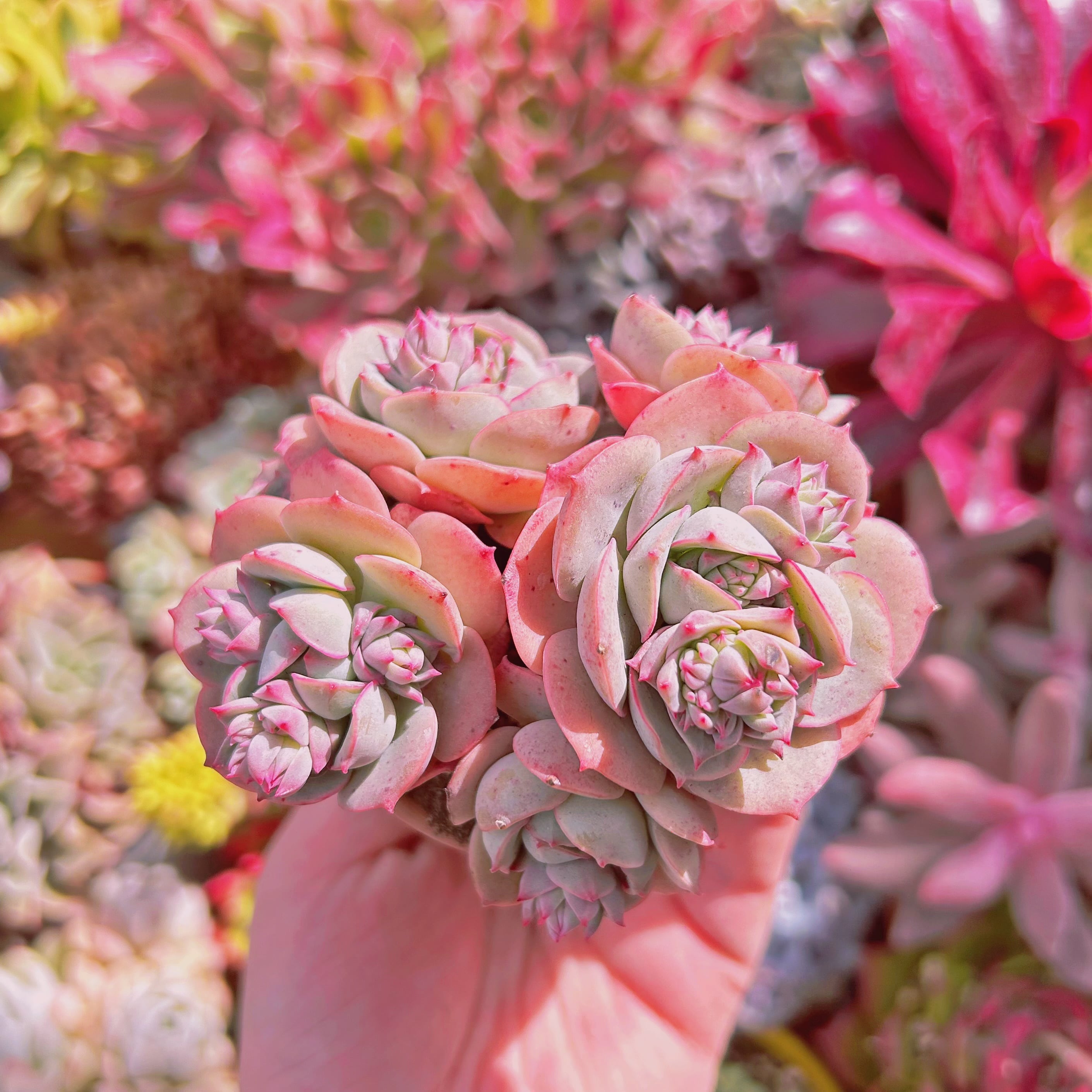 週末値下げ！ヨーロピアン　額　イタリア　花 週末値下げ！ヨーロピアン 額 イタリア 花 週末値下げ
