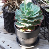 抜き苗 バークレー Echeveria 'Berkeley'