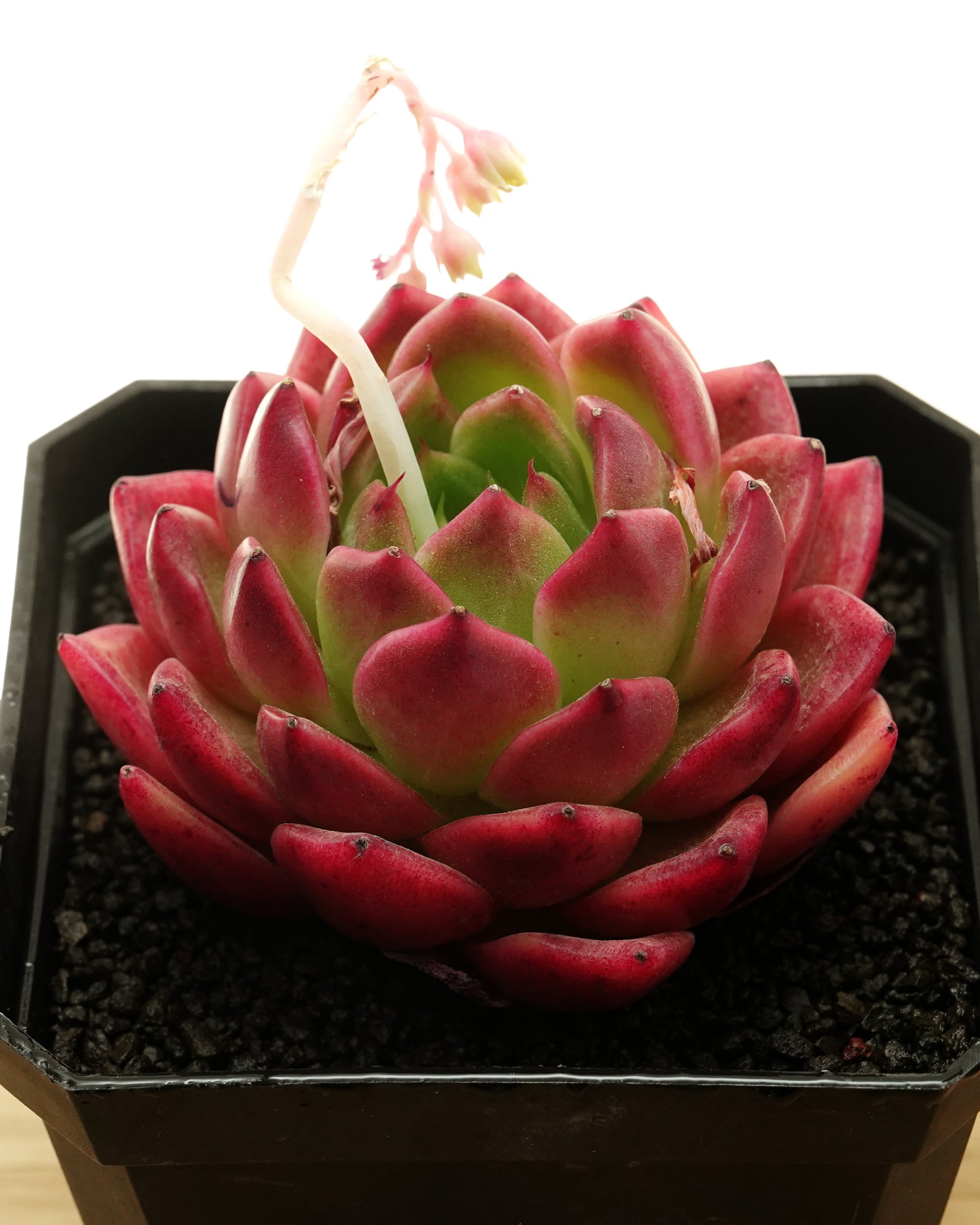 カット苗 メキシカンローズ 【日本初上陸？！】 Echeveria 'Mexican