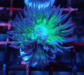 【現地買付】Duncanopsammia axifuga 2