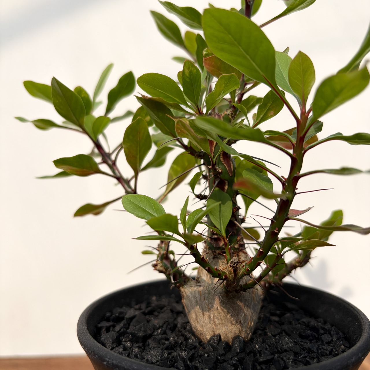 Fouquieria fasciculata【フォークイエリア・ファシクラータ・実生】