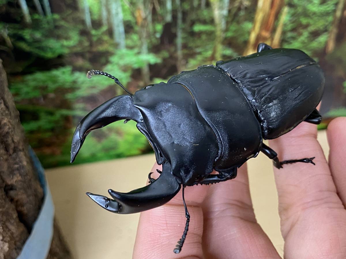 極太ホペイオオクワガタペア