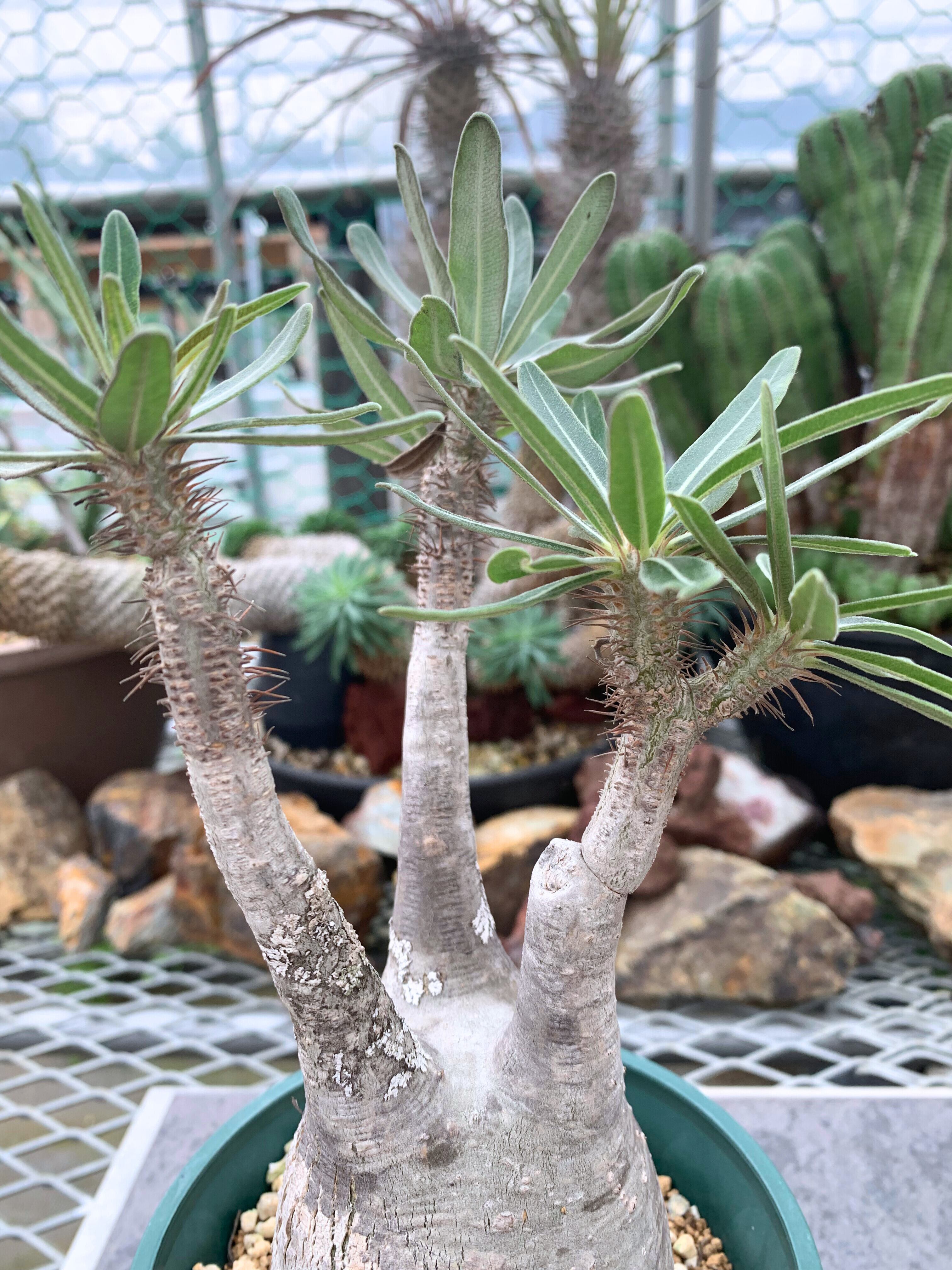 パキポディウム グラキリス P009【送料着払い】 | CACTUS330