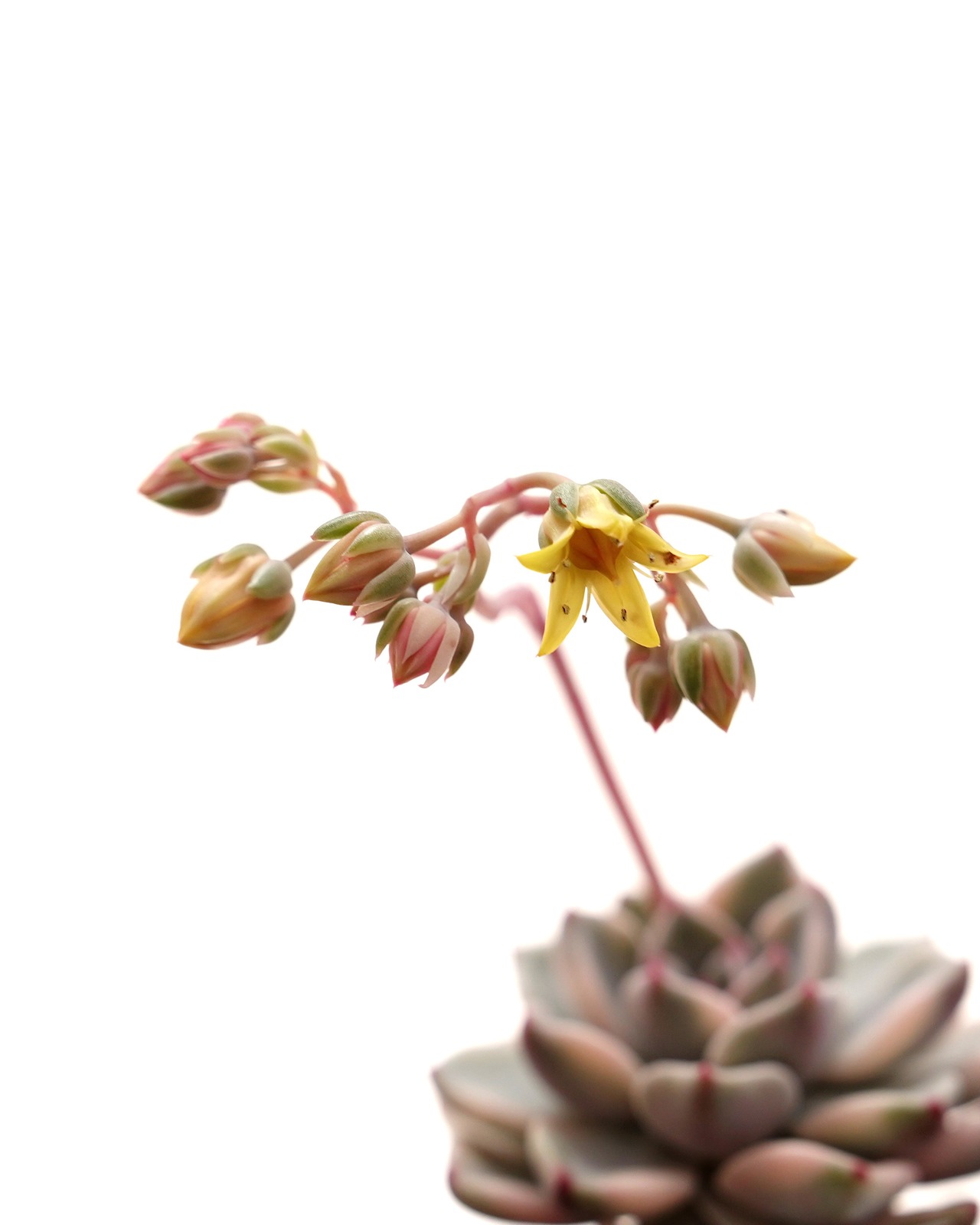 カット苗 プリティインピンク錦 Graptoveria 'Pretty In Pink' Variegated