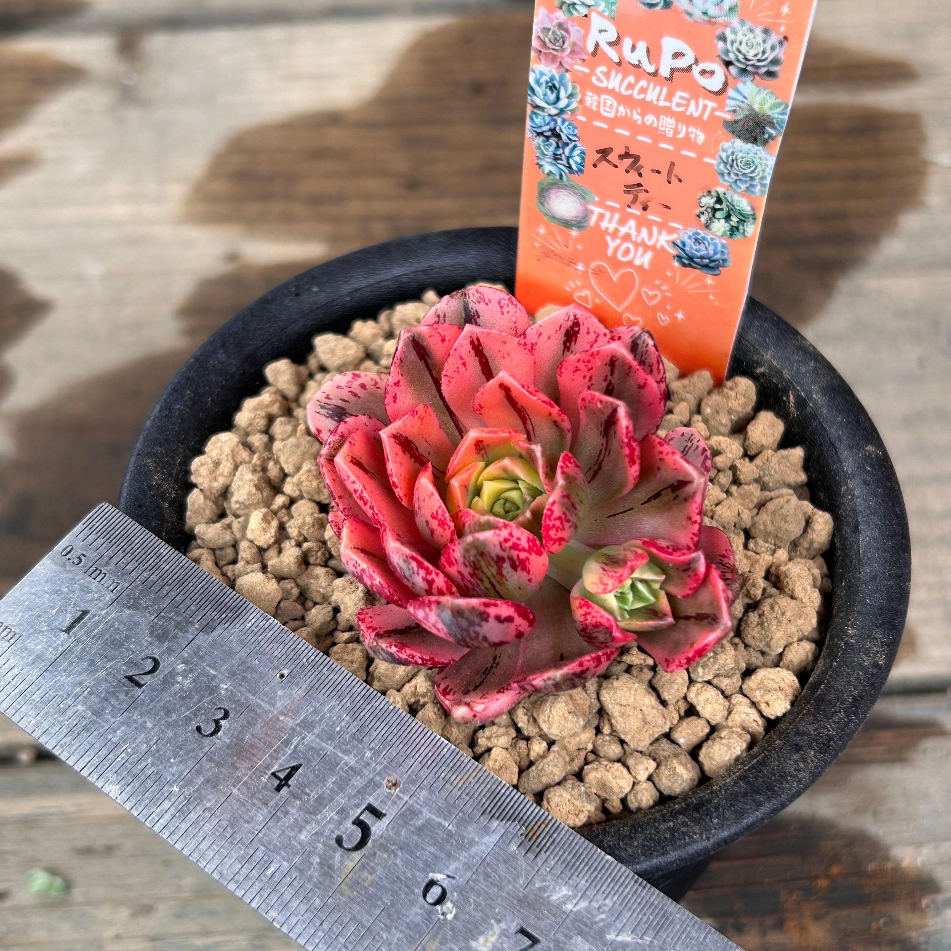 スウィートティー アオエニウム | RuPo 多肉植物専門店