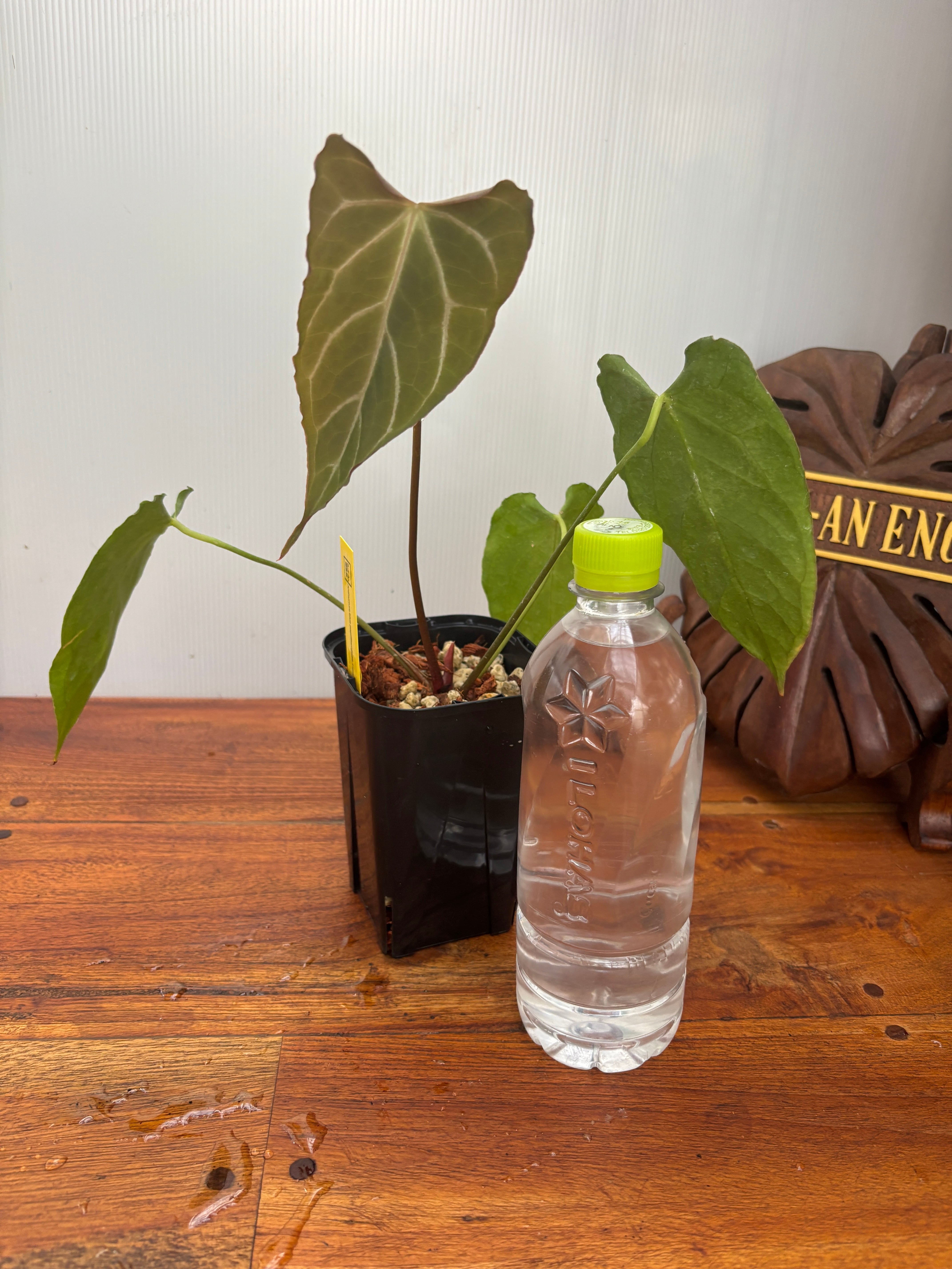 Anthurium | BA PLants