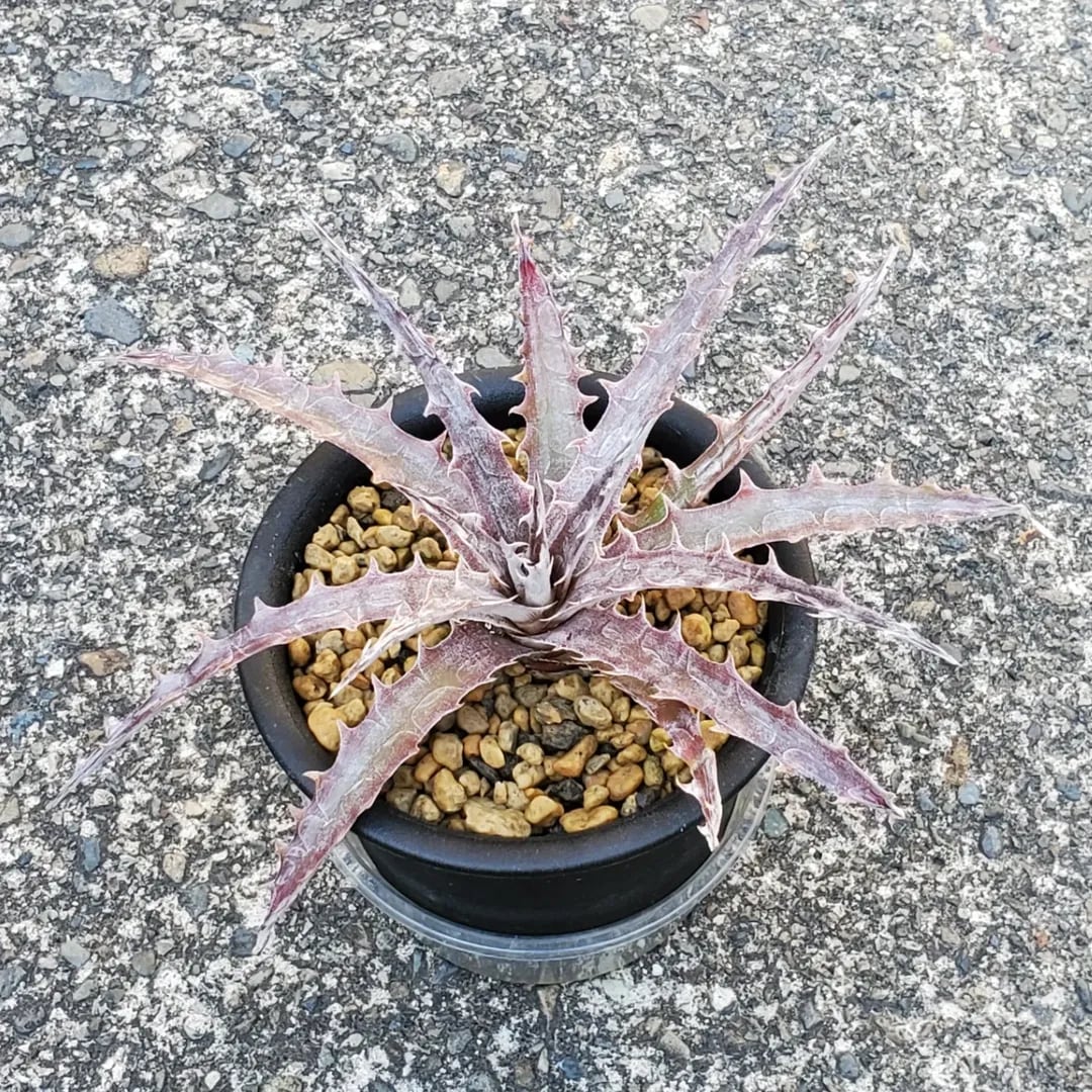 Dyckia（ディッキア） | レアプランツ通販サイトPlants Maniax