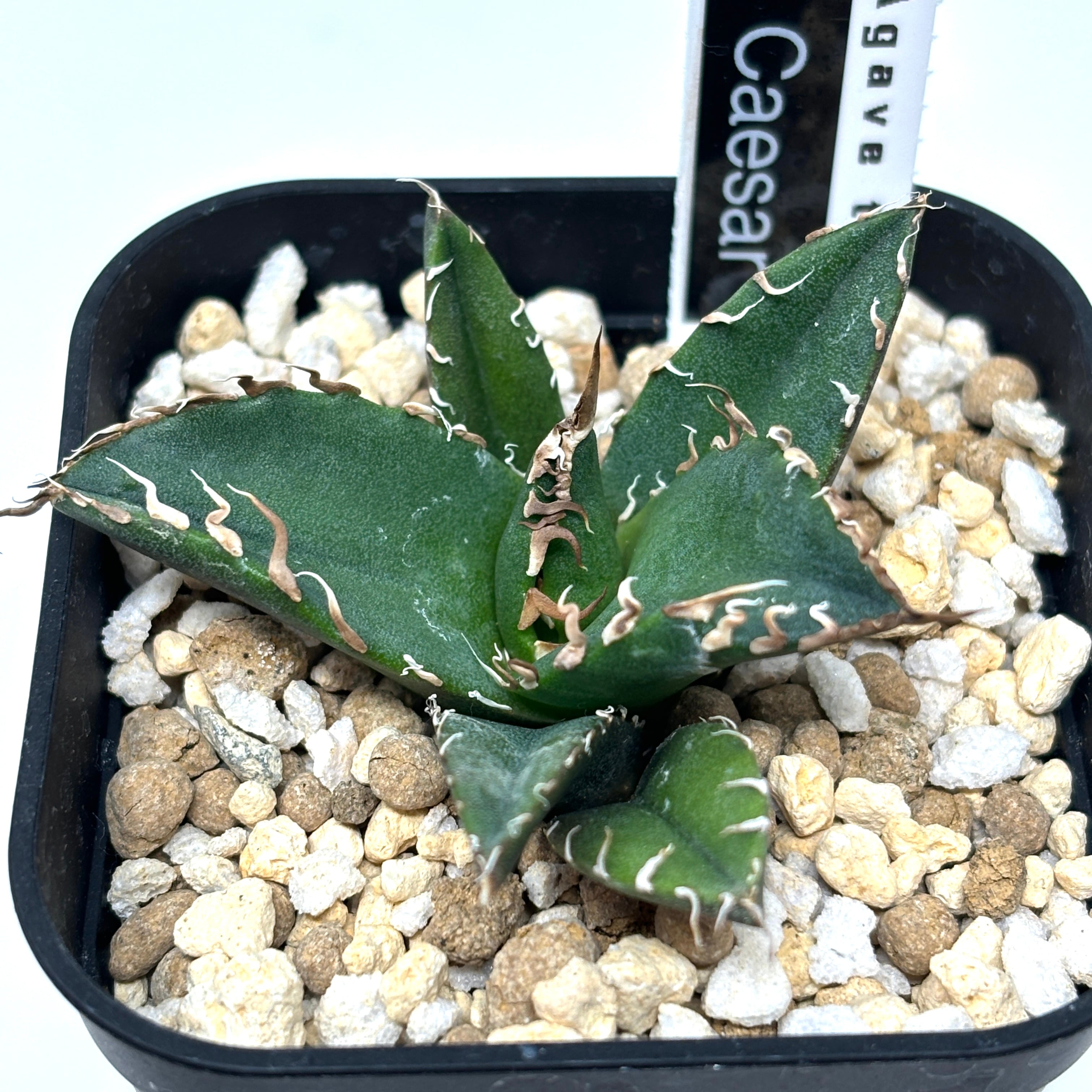 アガベ チタノタ シーザー【520】