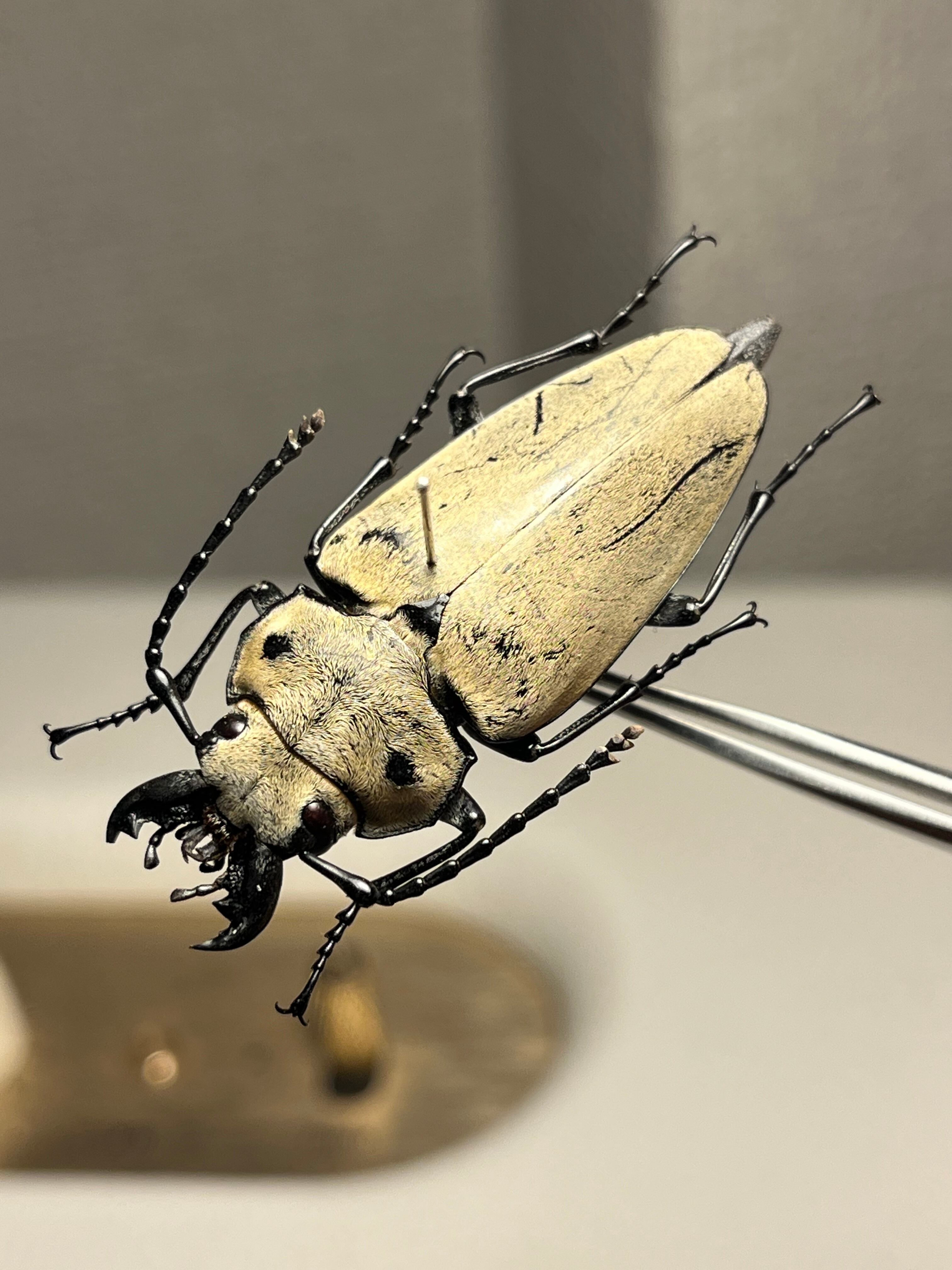 未展足73mm】ホロメタリクスチリクワガタ シワバネクワガタ