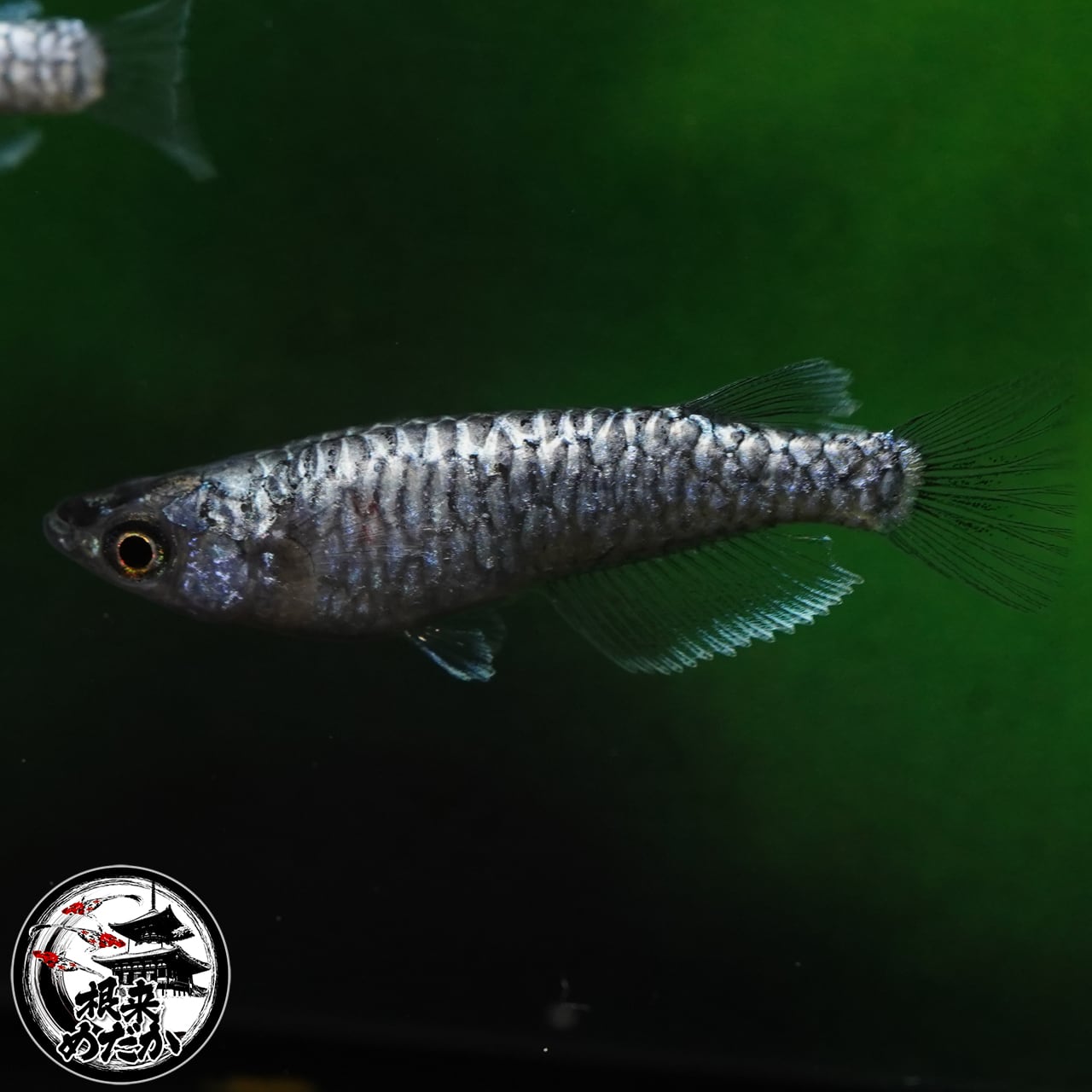 【1ペア】　龍鱗　　　無限めだか様直系　