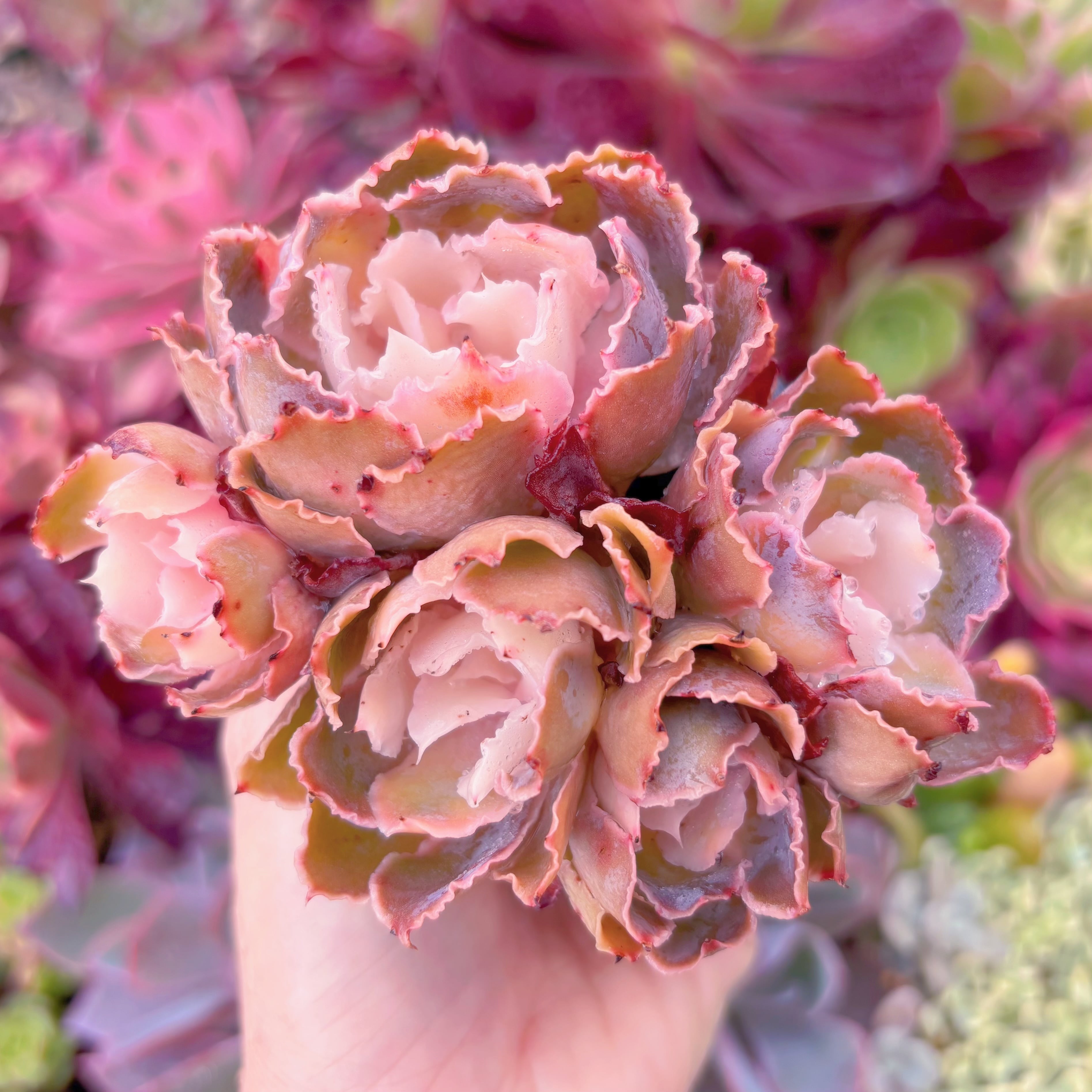 現品　シャビアナ#K002　群生　るる農園