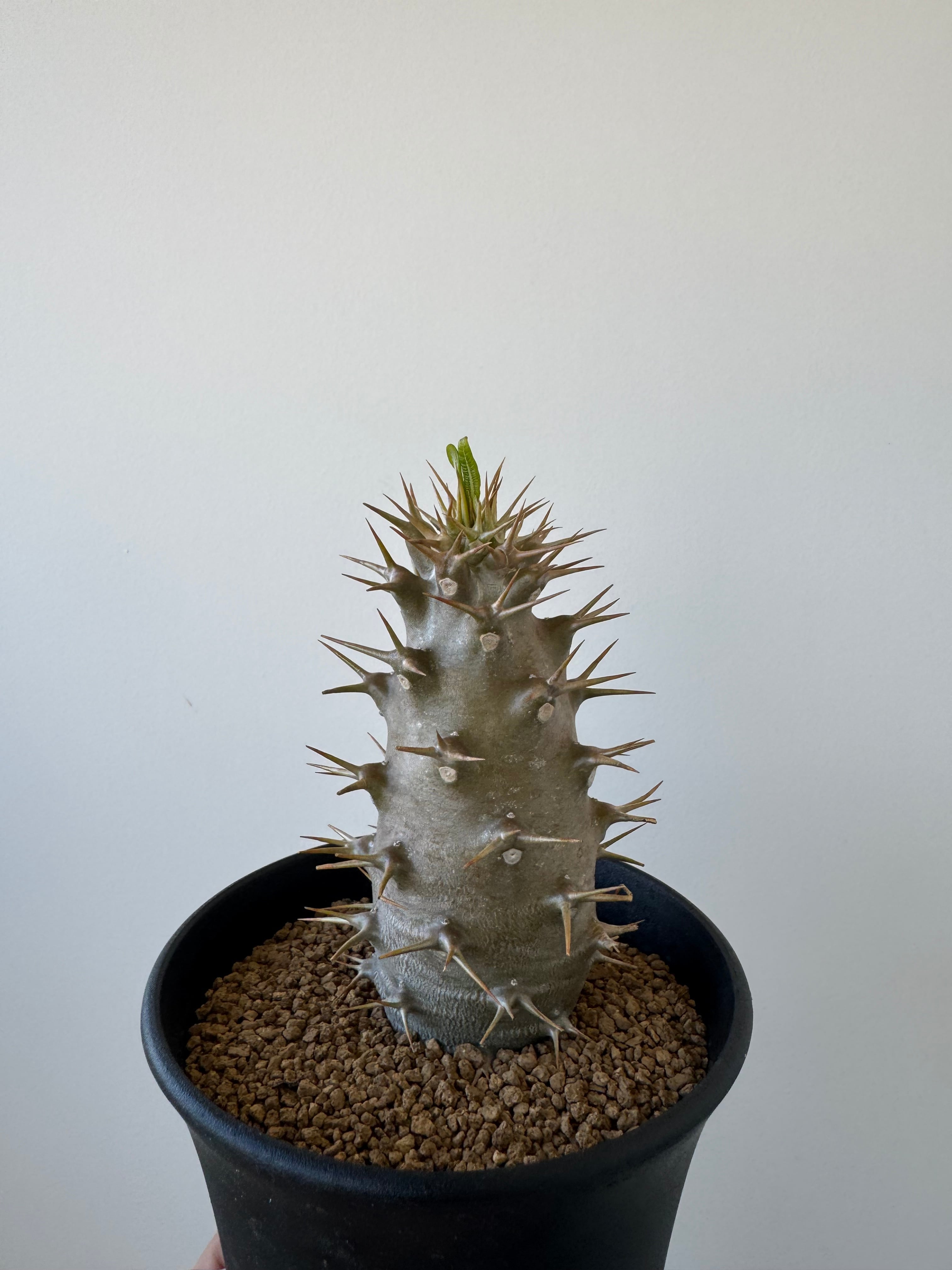 新着】Pachypodium ambongense【極太、棍棒のような激レア品種