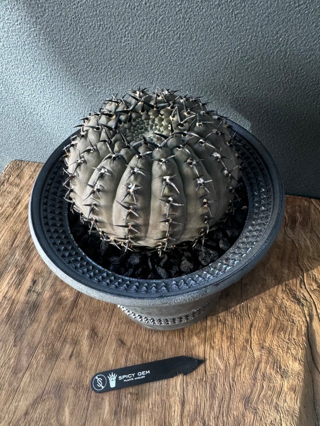 spicygem Studs rim スピーディ cylinder var.一仙 4.0