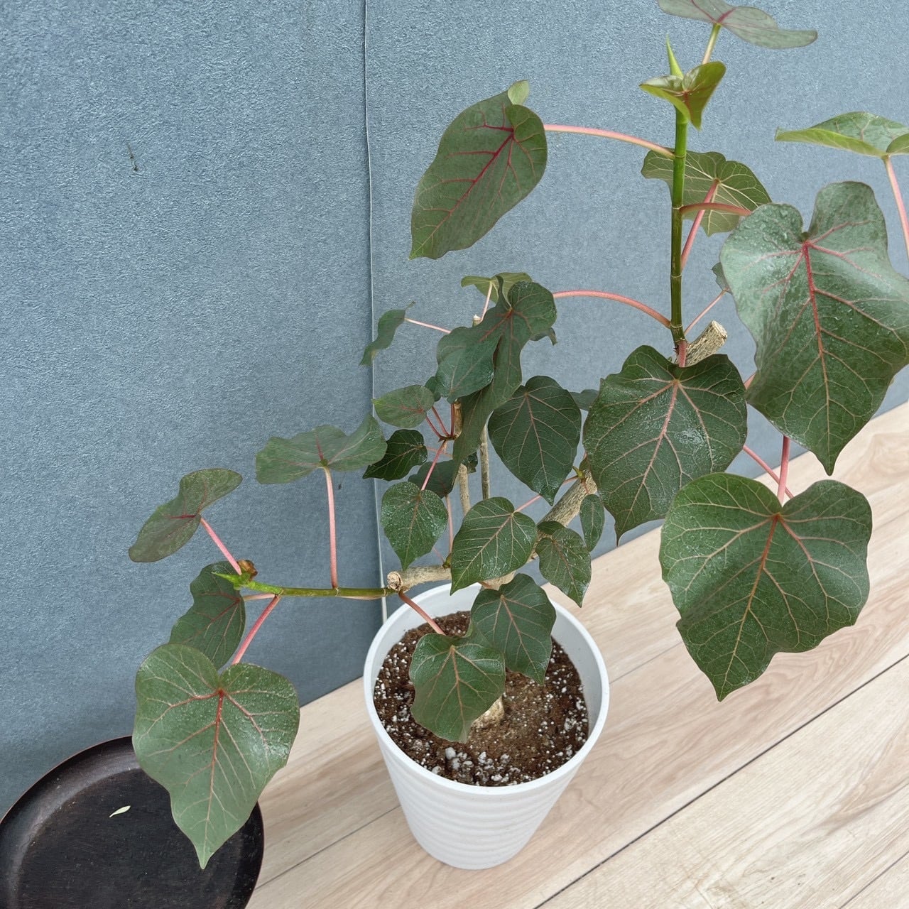 現品］20番 フィカス ペティオラリス 7号 観葉植物 室内 ゴムの木