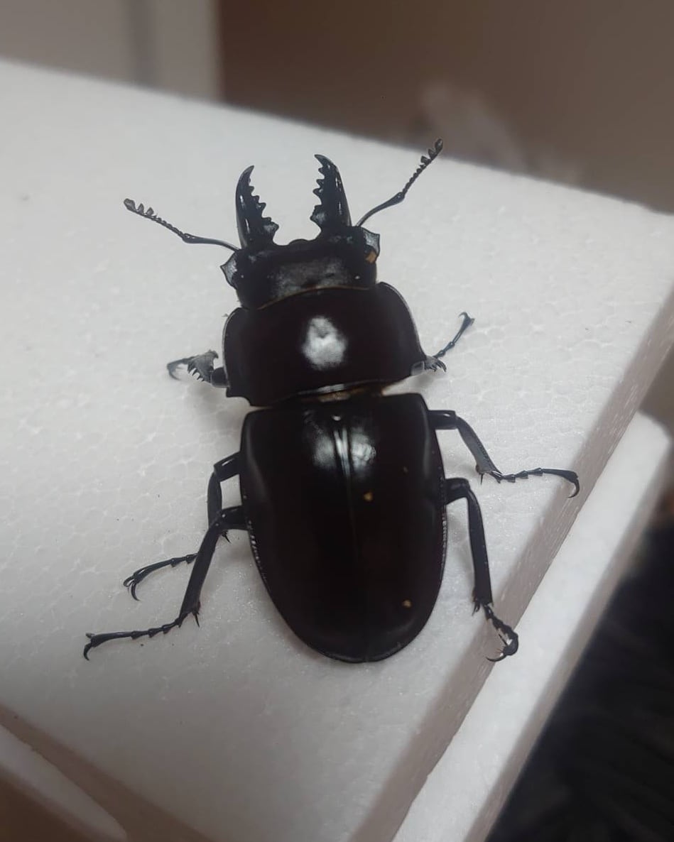 徳之島　山クビリ林道産　アマミマルバネクワガタ　♀のみ アマミマルバネクワガタ徳之島 ♂単品51mm(送料無料) | Beetle Shop Hachi