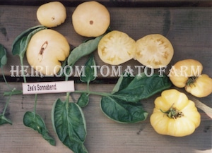 Heirloom Tomato® Zea's Sonnabend White エアルーム・トマト・ジア・ソネボン・ホワイトホワイト　