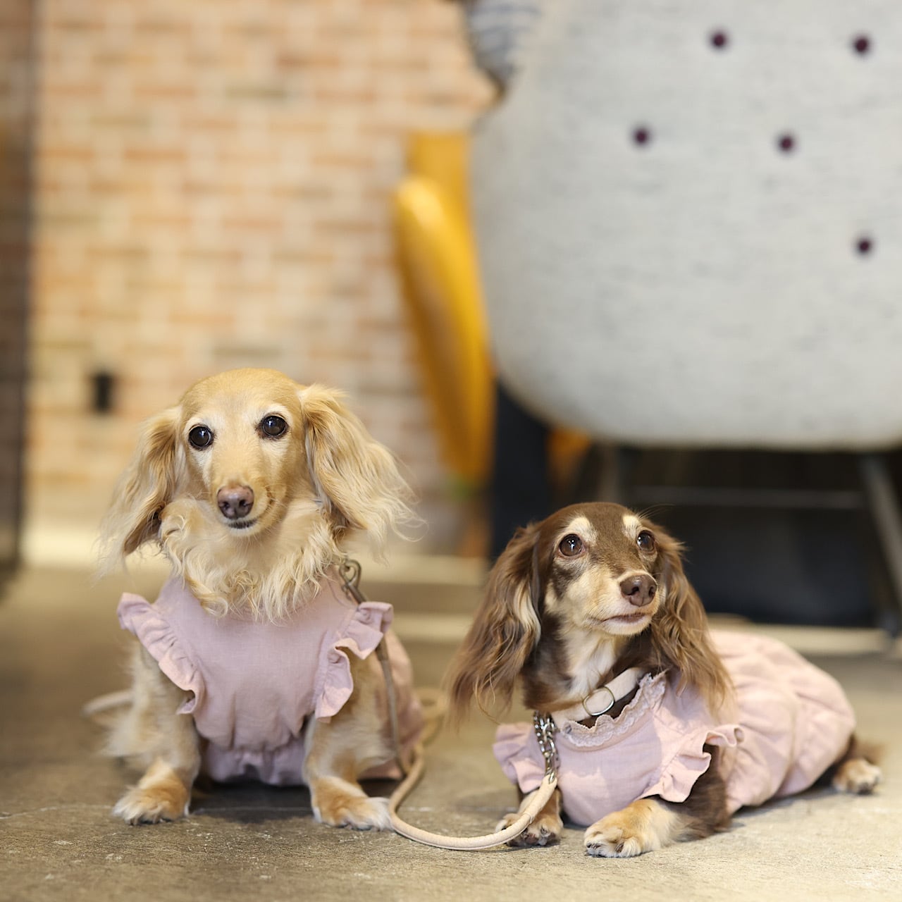 ティアードワンピース | カニンヘンダックスとミニチュアダックス専門