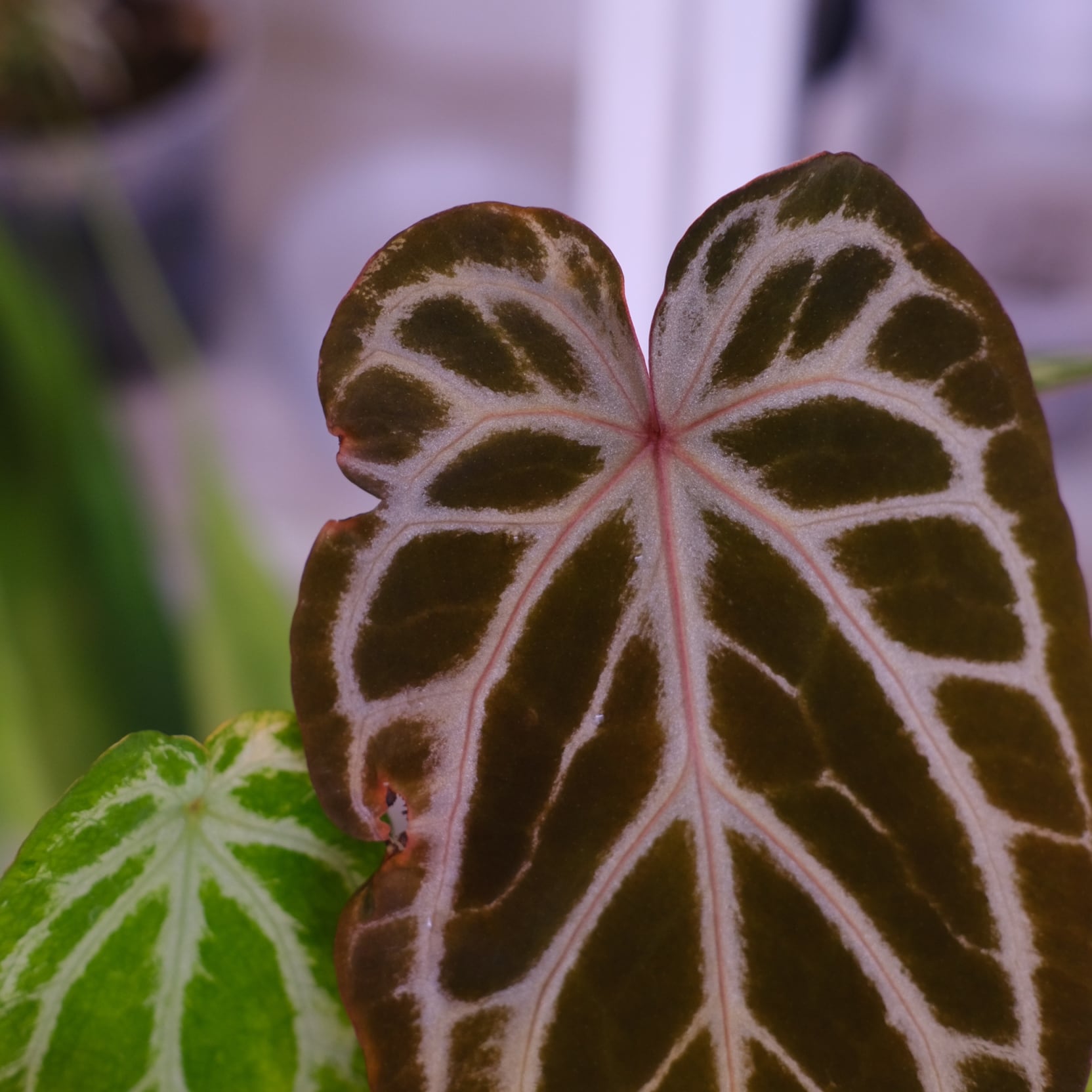 選抜】Red Crystallinum × Silver Blush│アンスリウム・レッド