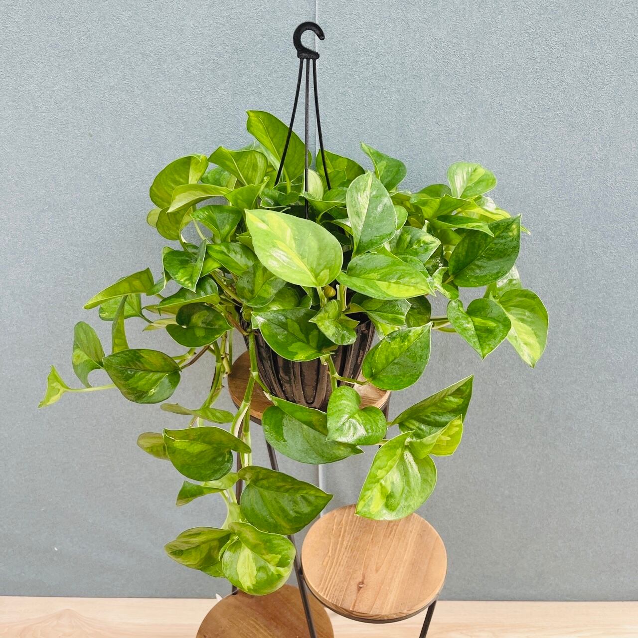 現品］1番 フィカス アムステルダムキング 曲がり 8号 観葉植物 大型