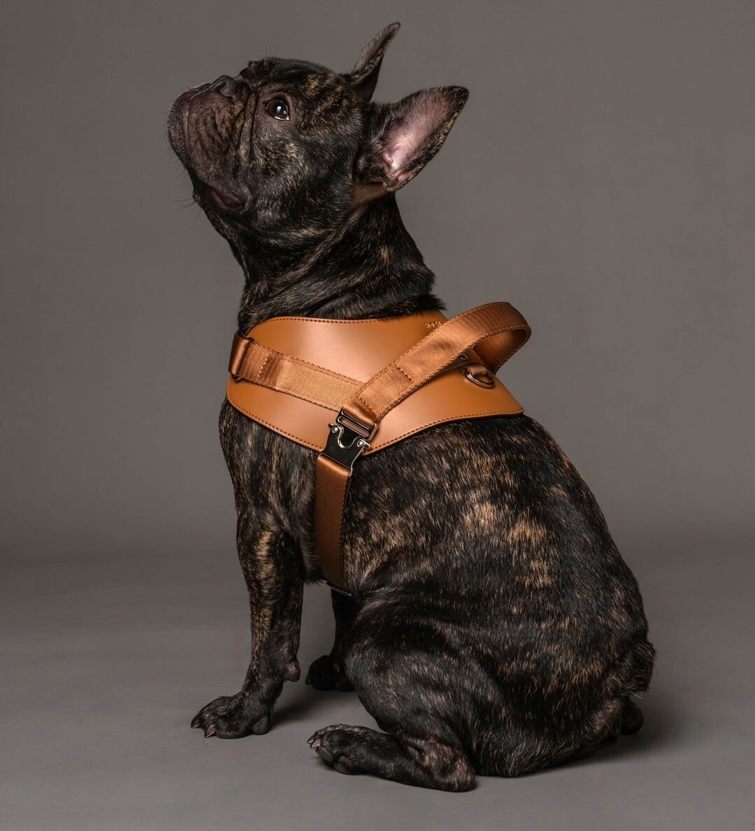 Sサイズ」サドルハーネス【HOZI】 | HOZI(ホジ)