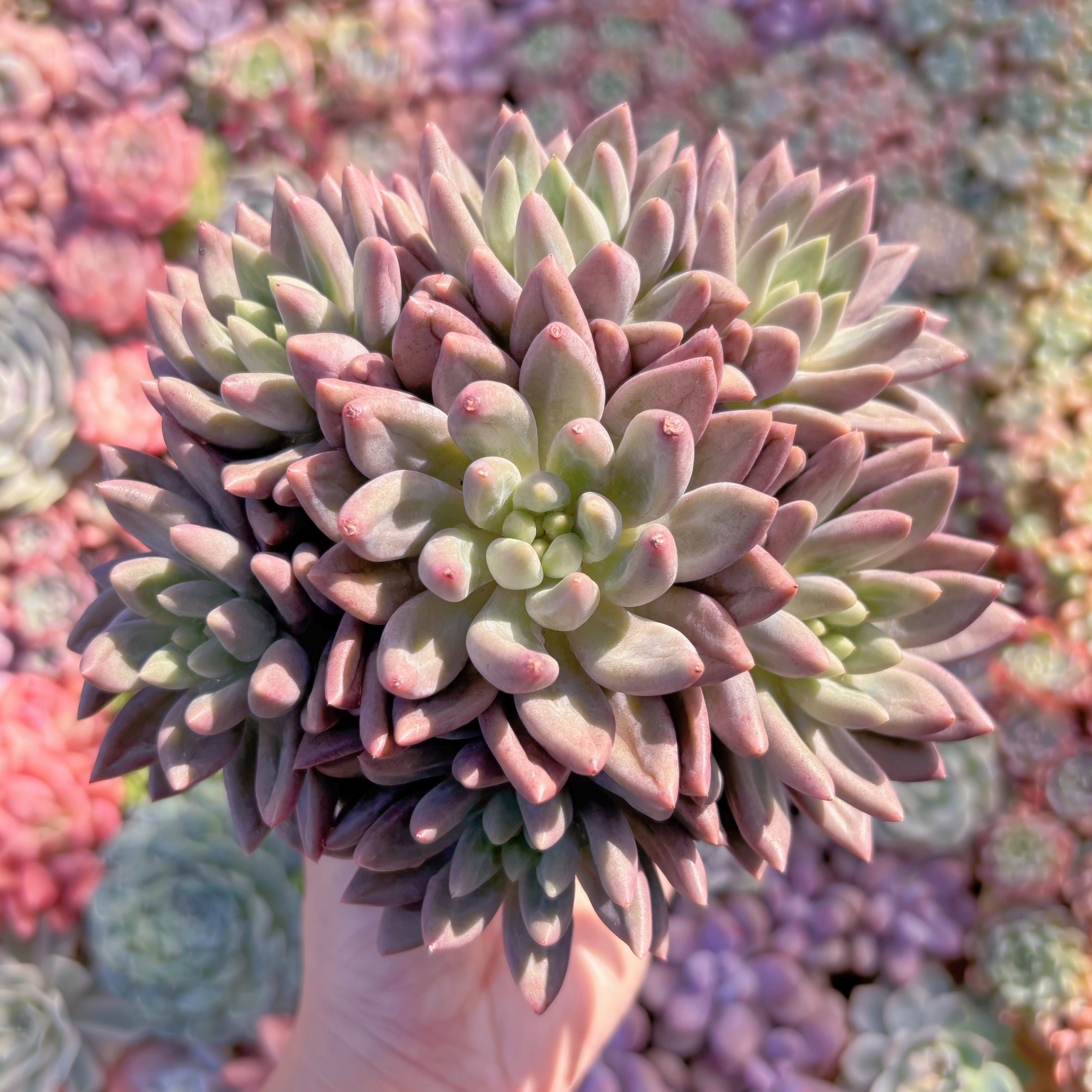 現品　紫水晶#M172　大群生　るる農園