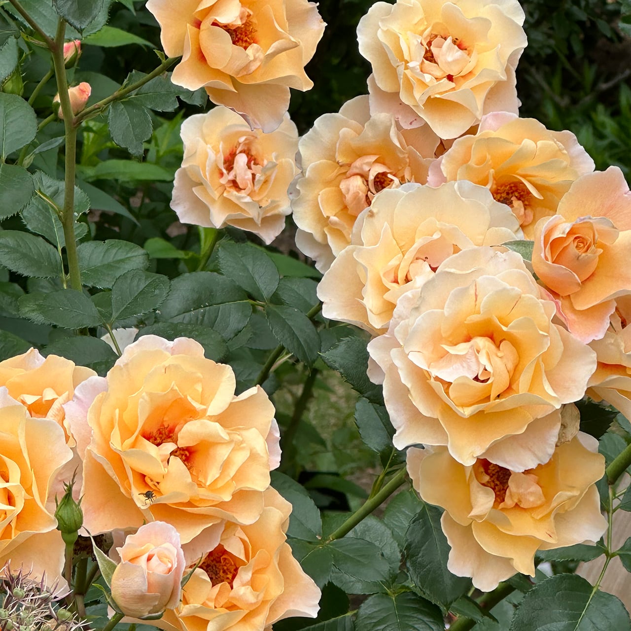 ☆最新品種☆ バラ大苗 モーニング・ライト【ワーナー】 ＜3月上旬発送