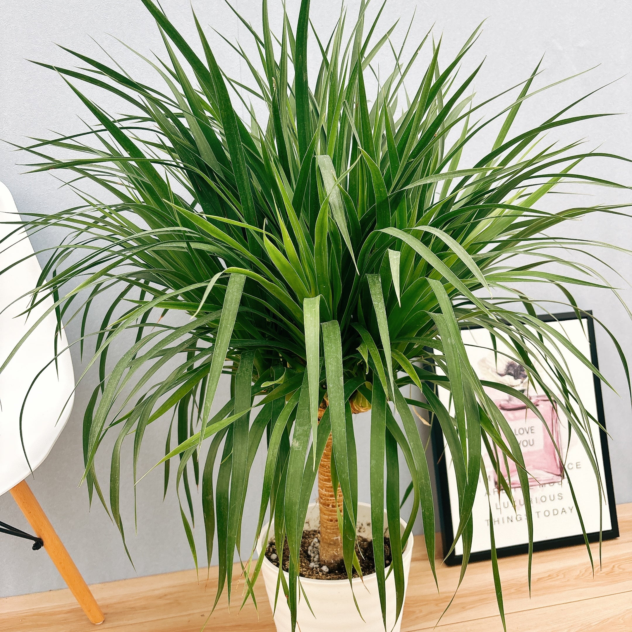 在庫］【希少】ドラセナ カンボジアーナ 観葉植物 レア 室内 幸福の木