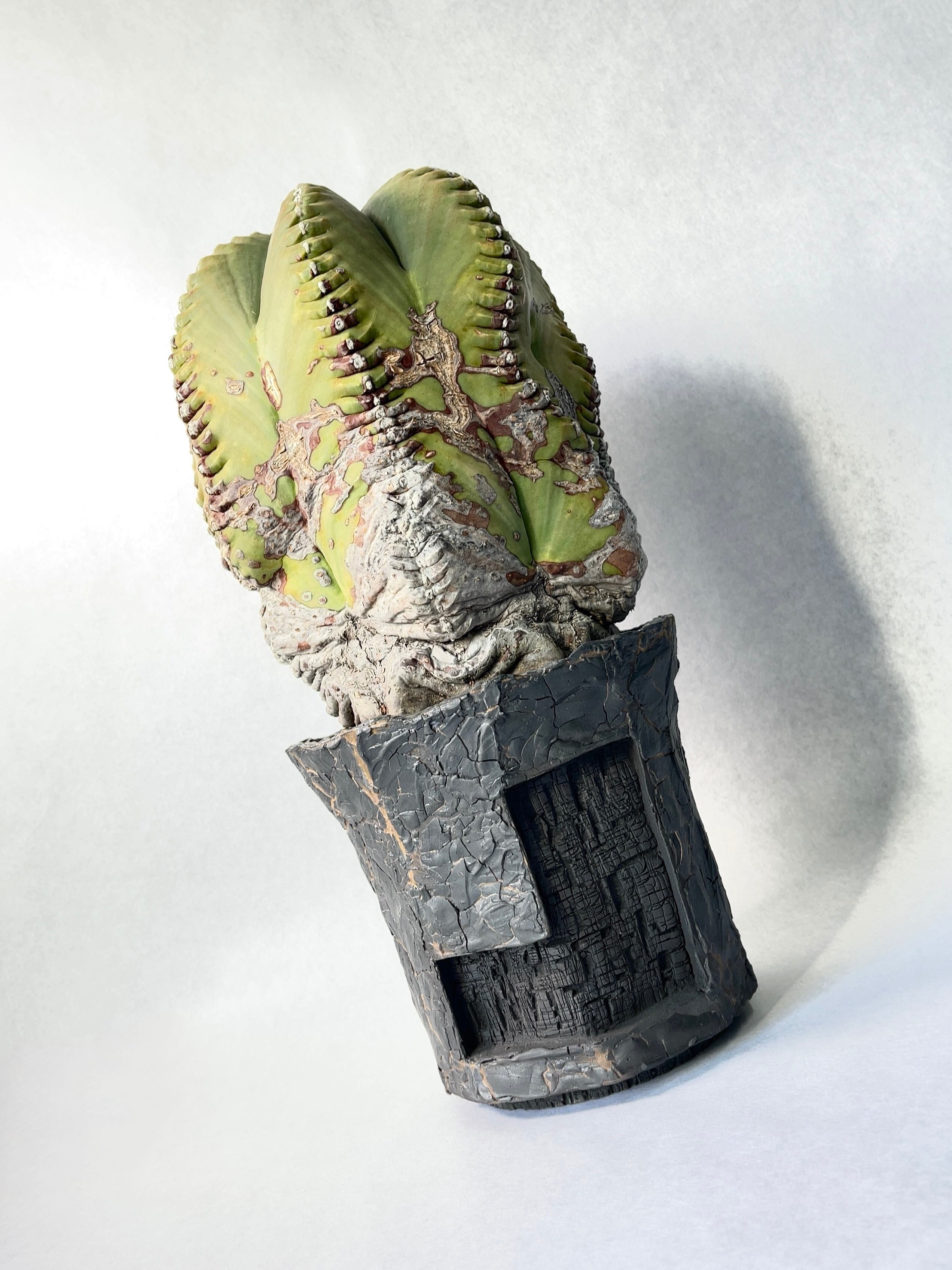 アストロフィツム・肋骨鸞鳳玉 | trigger