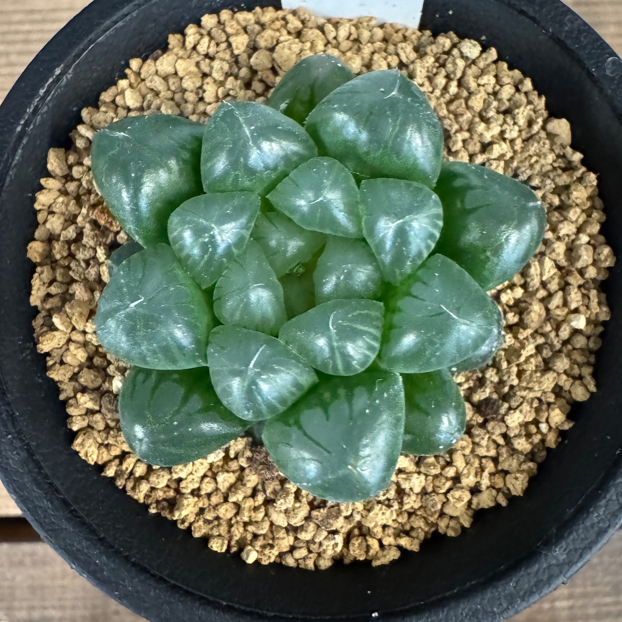 ハオルチア オブツーサ トゥルンカータ【689】