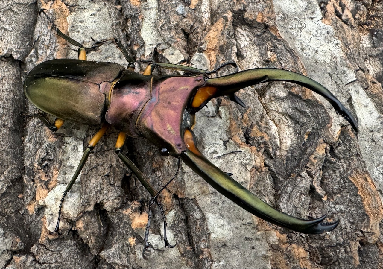 【WD】《エラフスホソアカクワガタ 88.5mm ペア》