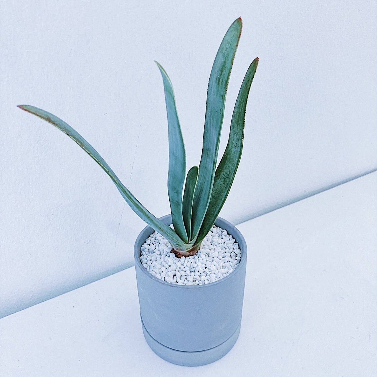 アロエ・プリカティリス Aloe plicatilis 10/14 | STAND BY GREEN 