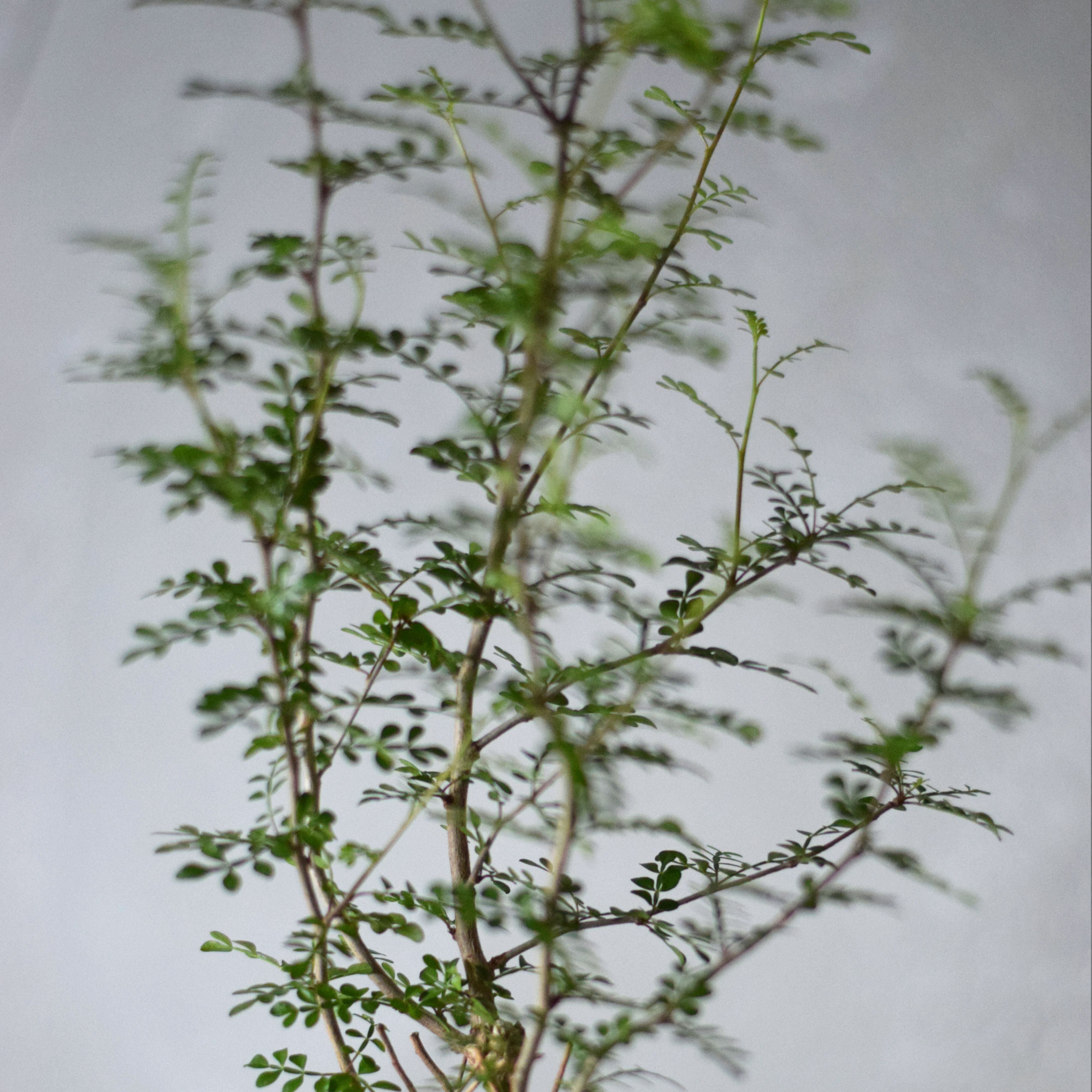 Natural instrument　アダンの実（white）器のみ Natural instrument アダンの実（white）器のみ Natural instrument