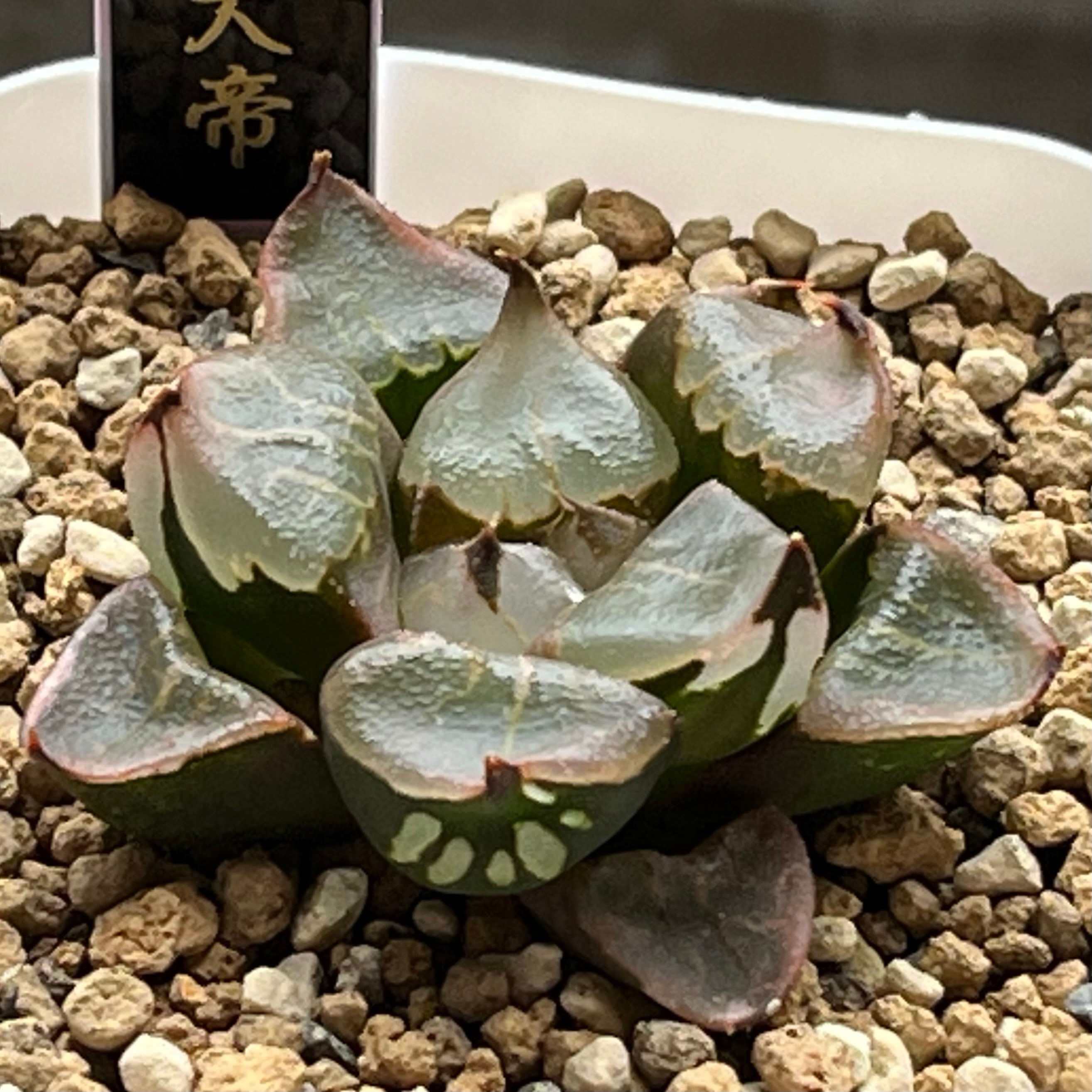ハオルチア B型コンプトミュータント錦① | mocono_plants