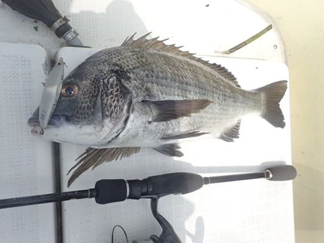 ストラトン75 ストラトン75 | フラッターベイツ直販店