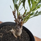 Othonna obtusiloba【オトンナ・オブツシロバ・実生】