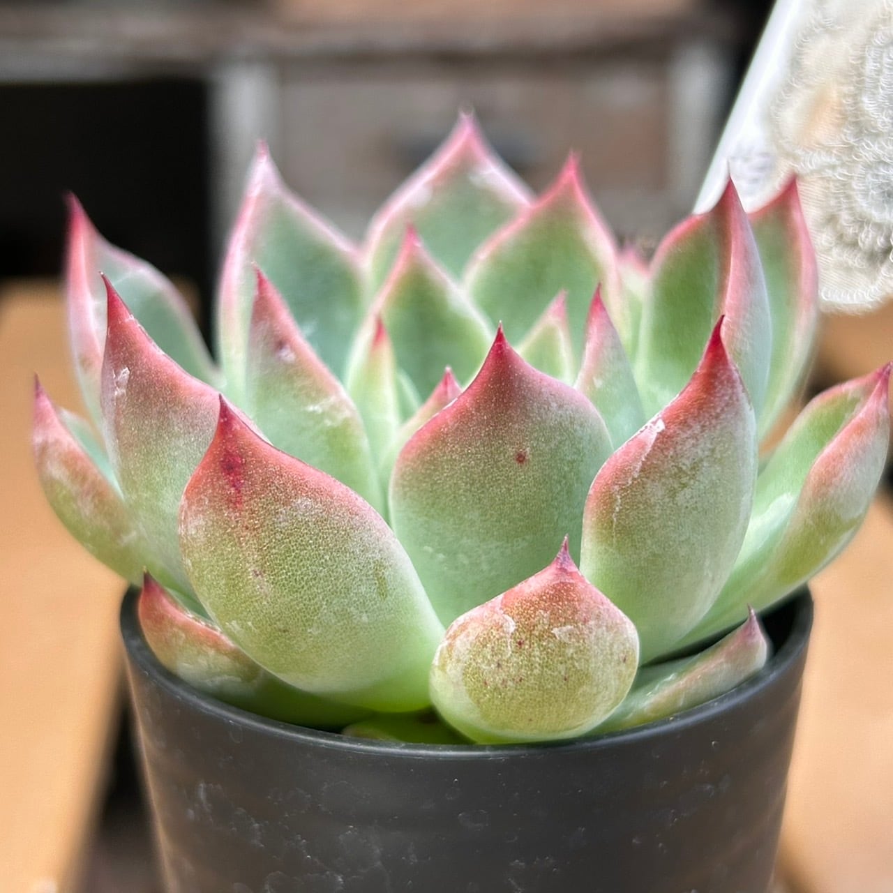 チワワエンシスx相府連 | RuPo 多肉植物専門店