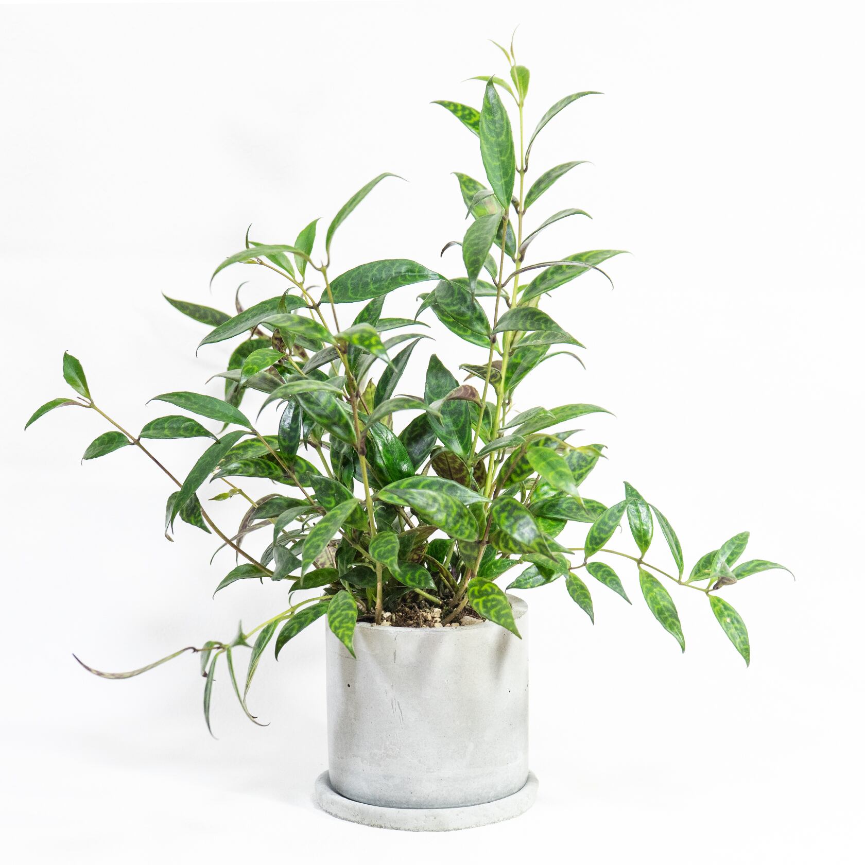 エスキナンサス・マルモラタス 垂れ下がる葉の流れと迷彩柄が空間に映える一点物