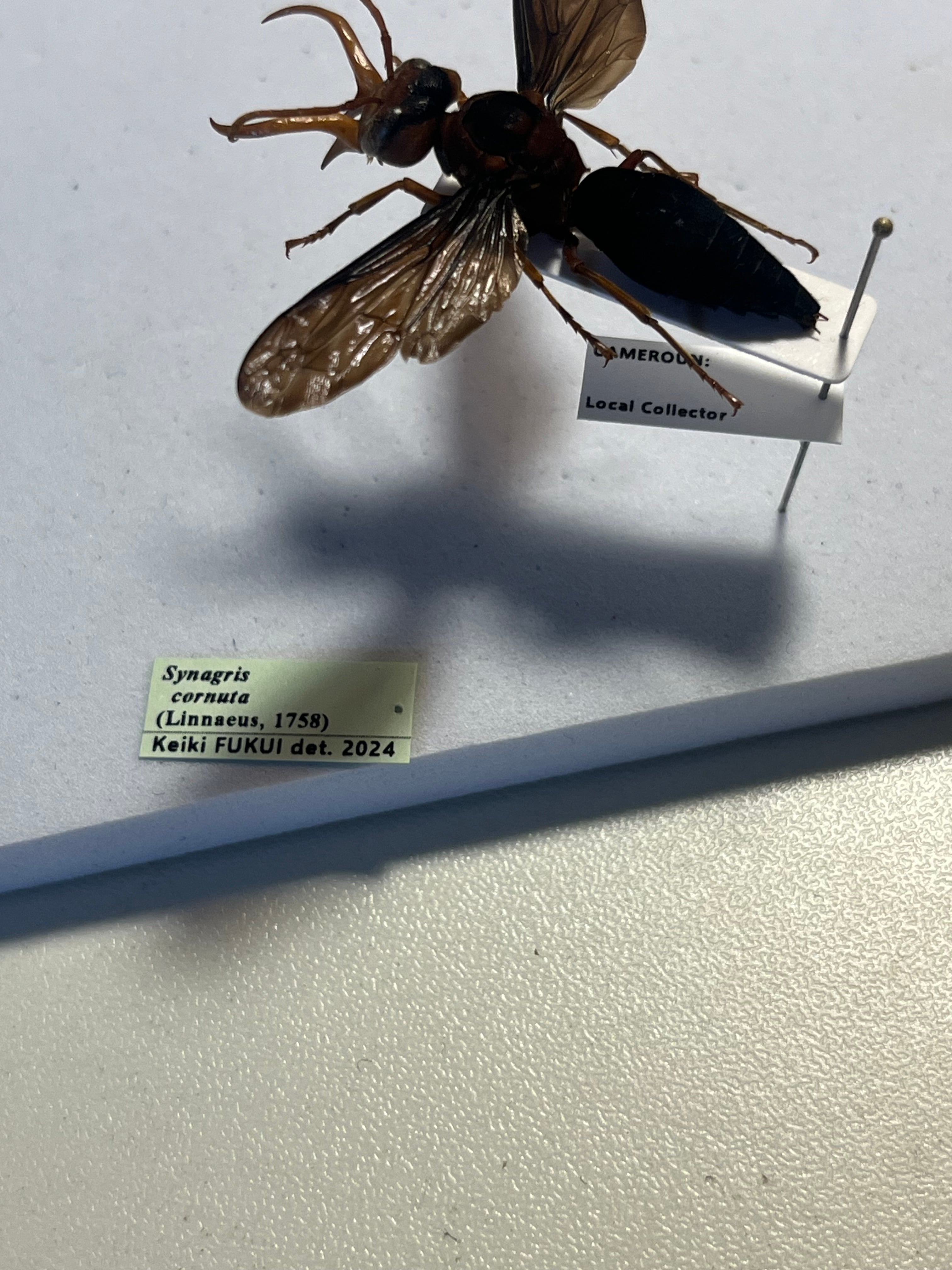 極美展足】オオキバドロバチ タランチュラホーク バードイータームカデ