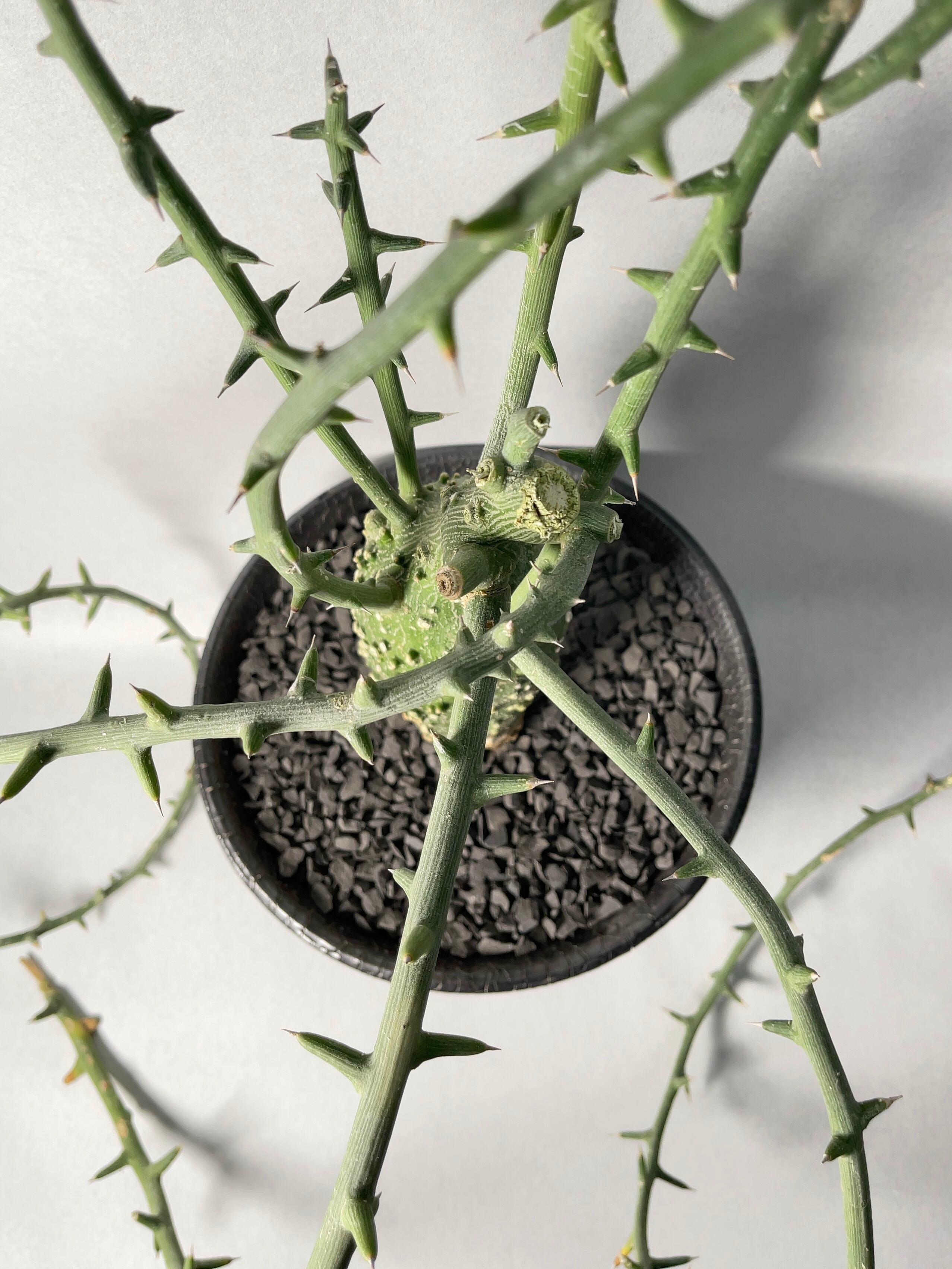 アデニア・グロボーサ | trigger