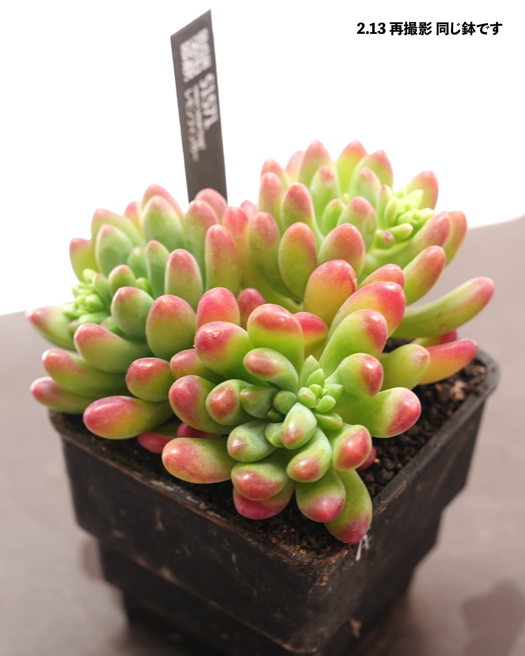 抜き苗 アエオニウム 魅金ローズ錦 Aeonium 'Charm Golden Rose