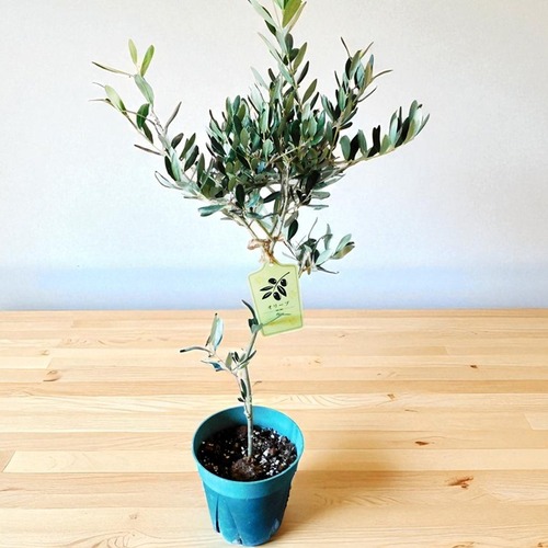 観葉植物 パキラ　7号鉢　　interior　green　pachira　Guiana Chestnut