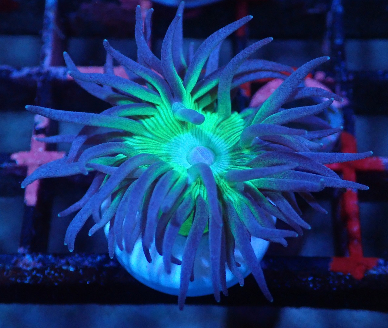 【現地買付】Duncanopsammia axifuga 1