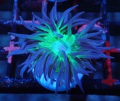【現地買付】Duncanopsammia axifuga 1